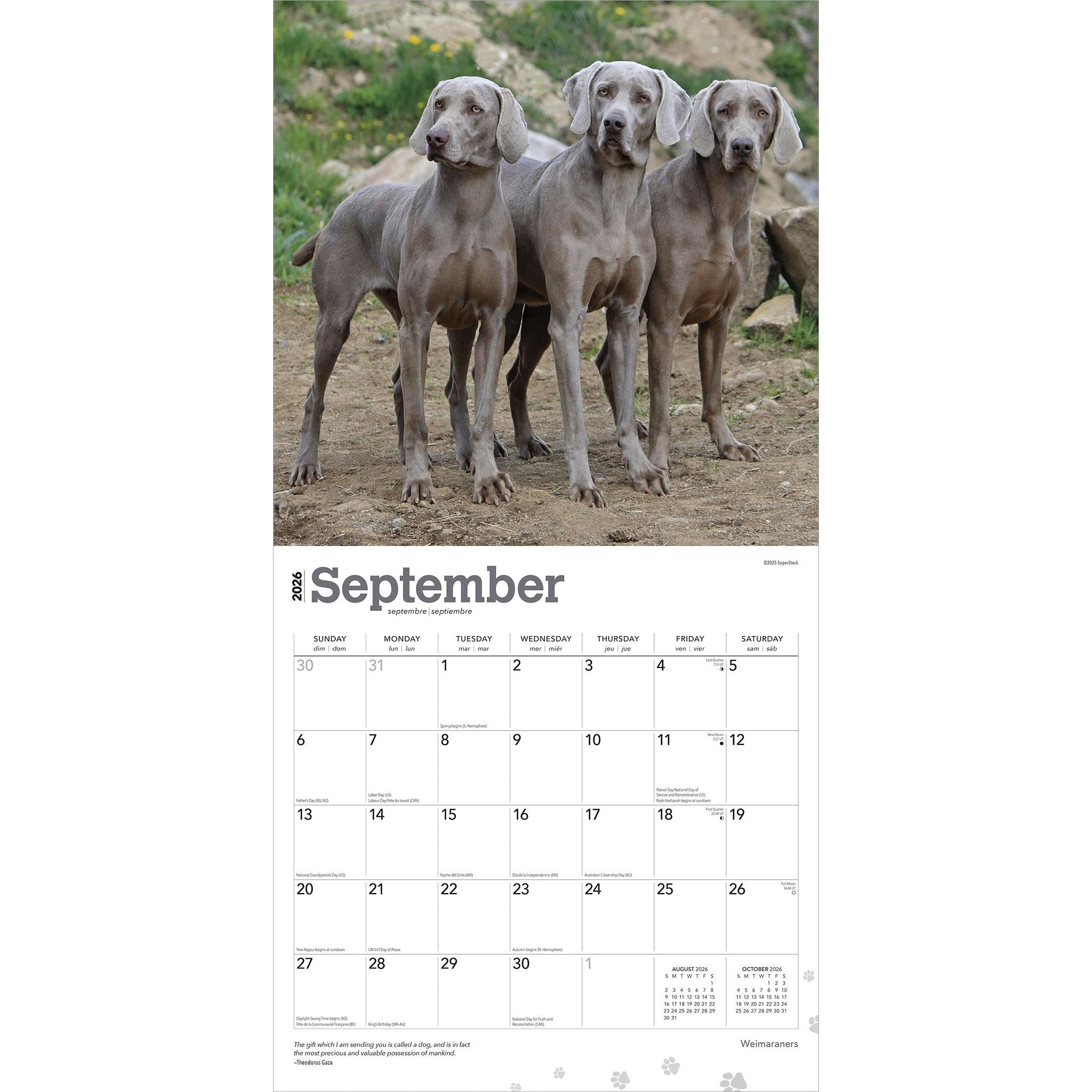 Weimaraners 2026 Wall Calendar