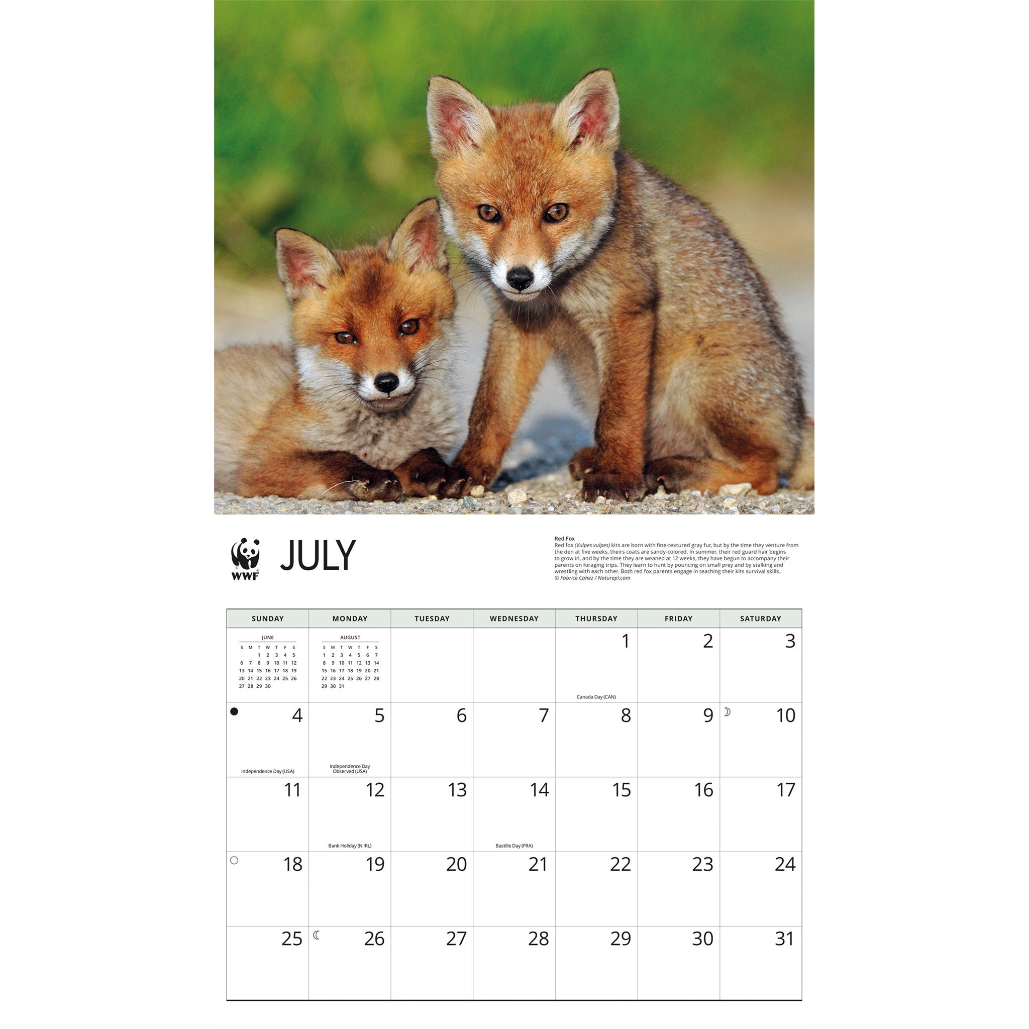Calendrier mural 2027 Renards du Fonds mondial pour la nature