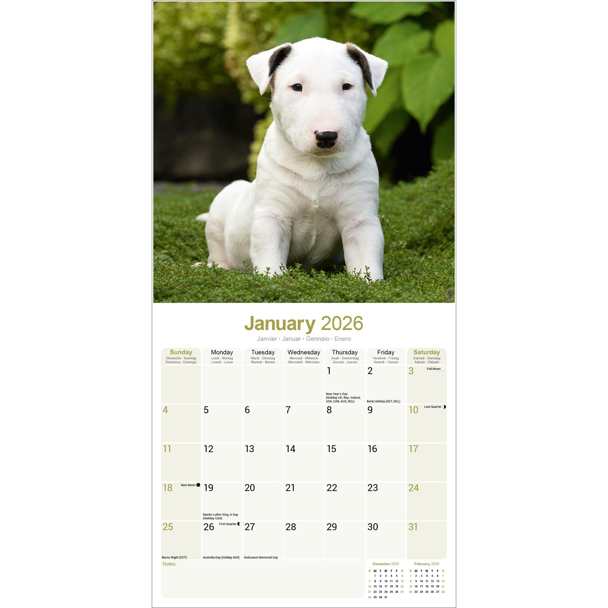 Bull Terriers 2026 Wall Calendar