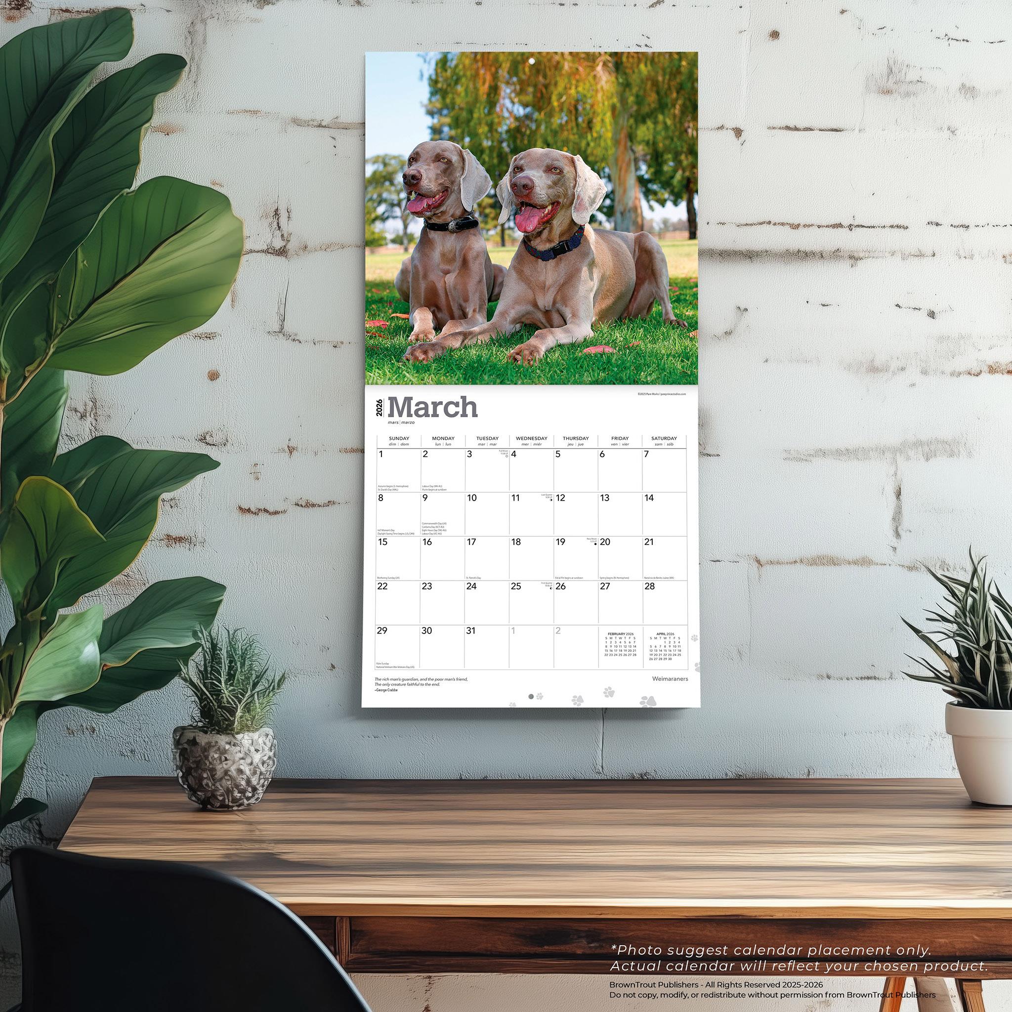 Weimaraners 2026 Wall Calendar