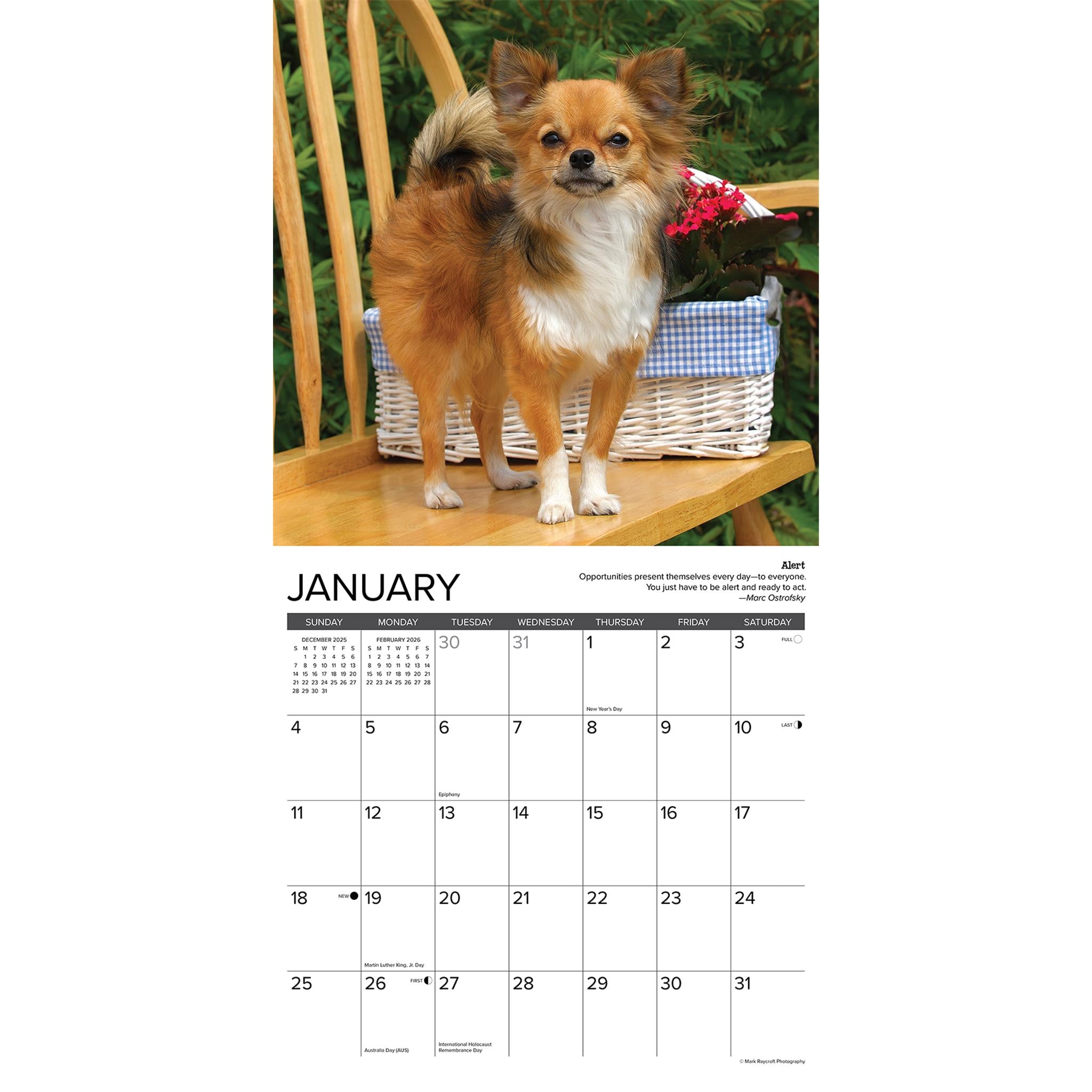 Chihuahua Rules 2026 Wall Calendar - Online Only