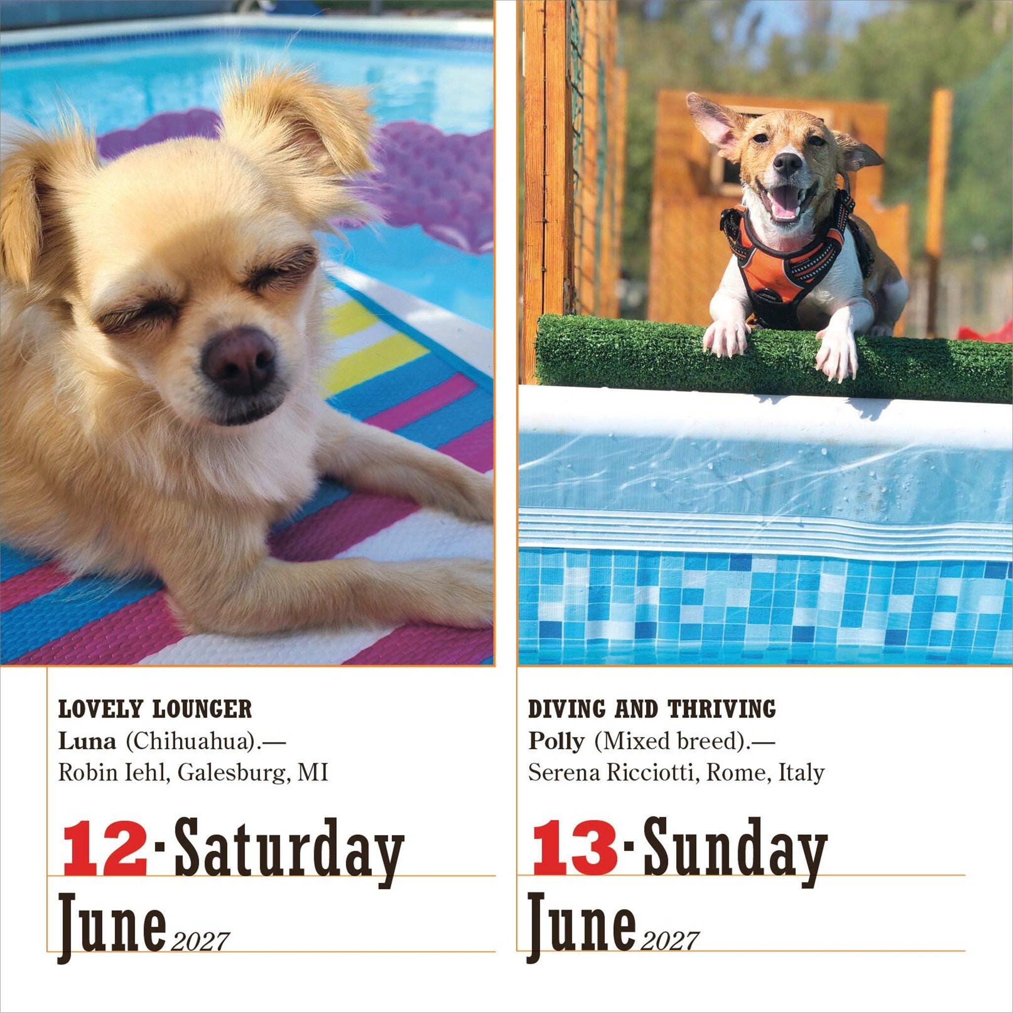 365 Dogs 2027 Box Calendar