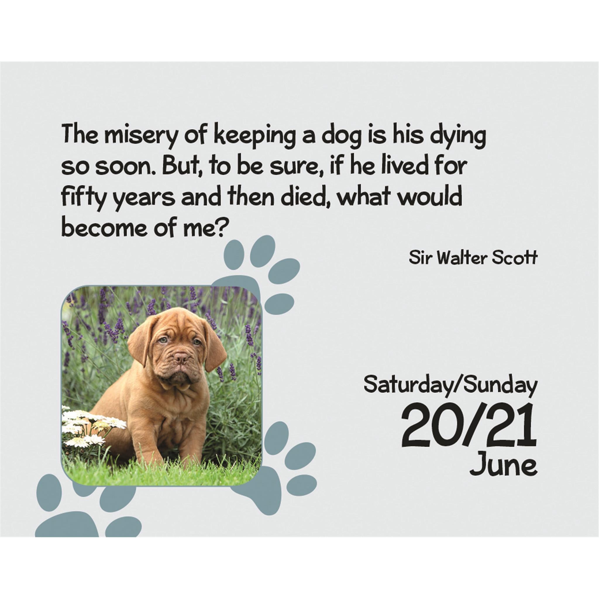 Puppies 2026 Small Box Calendar