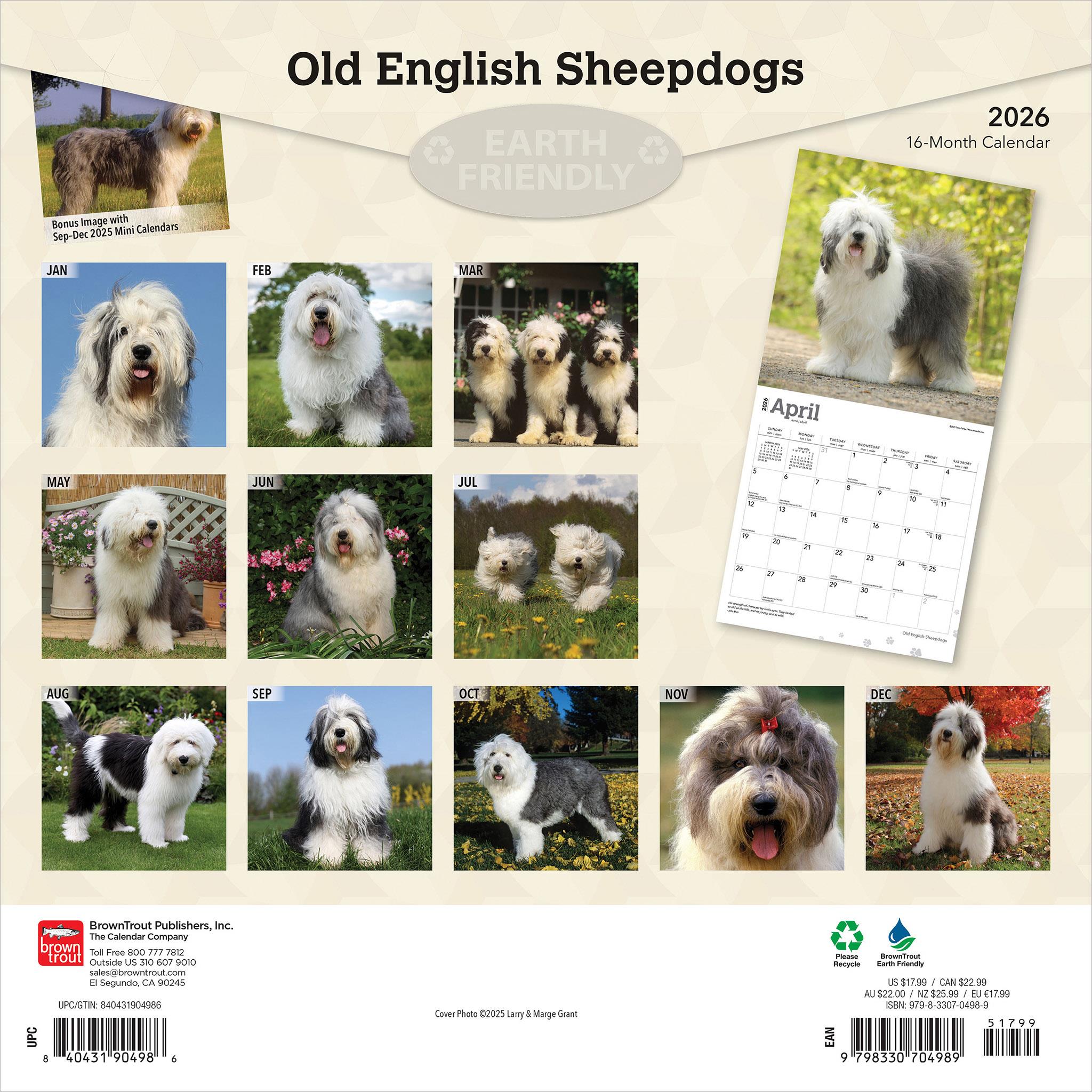 Calendrier mural Old English Sheepdogs 2026