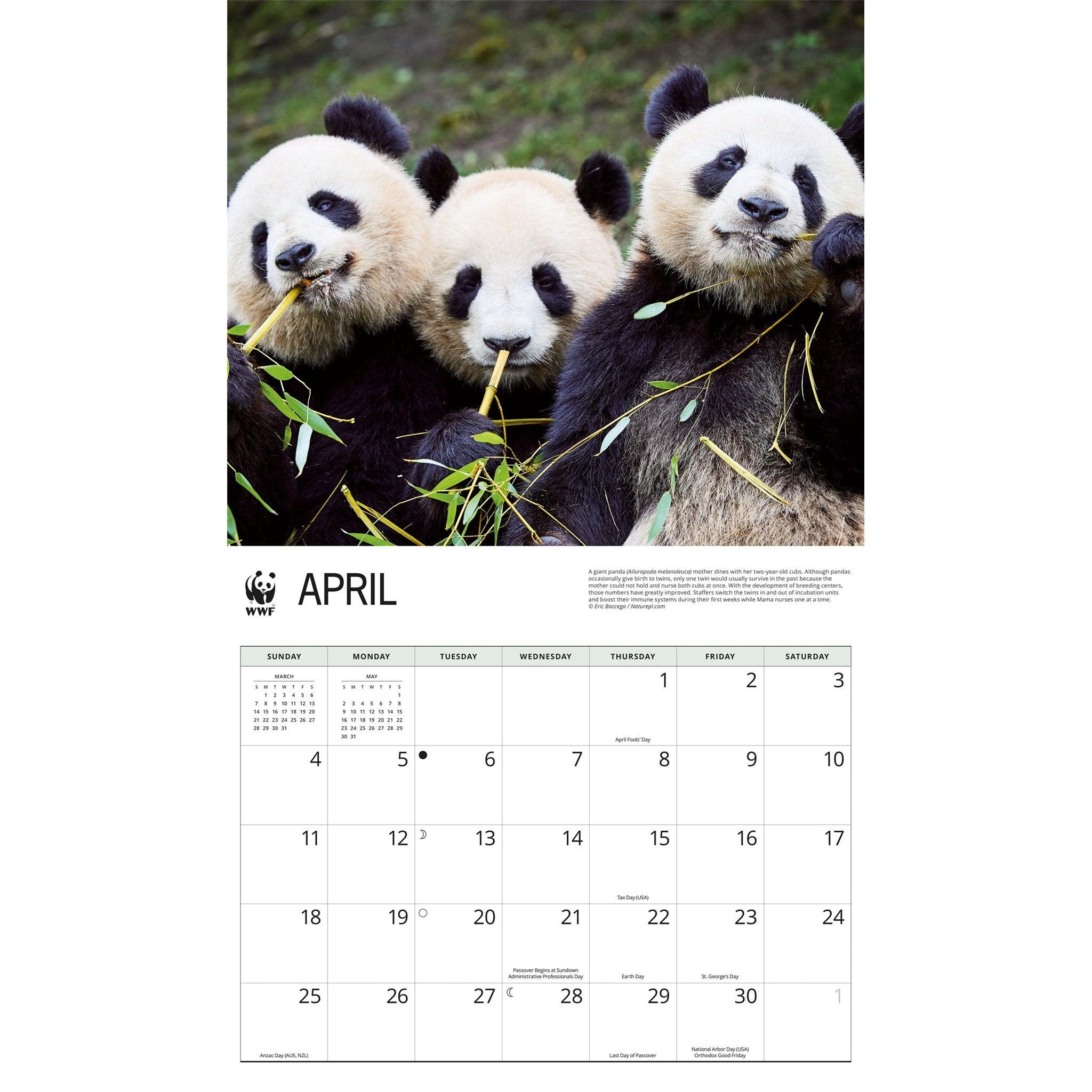Calendrier mural WWF Pandas géants 2027