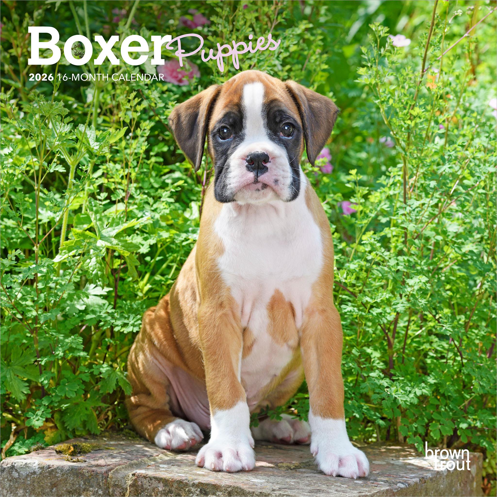 Mini calendrier des chiots Boxer 2026