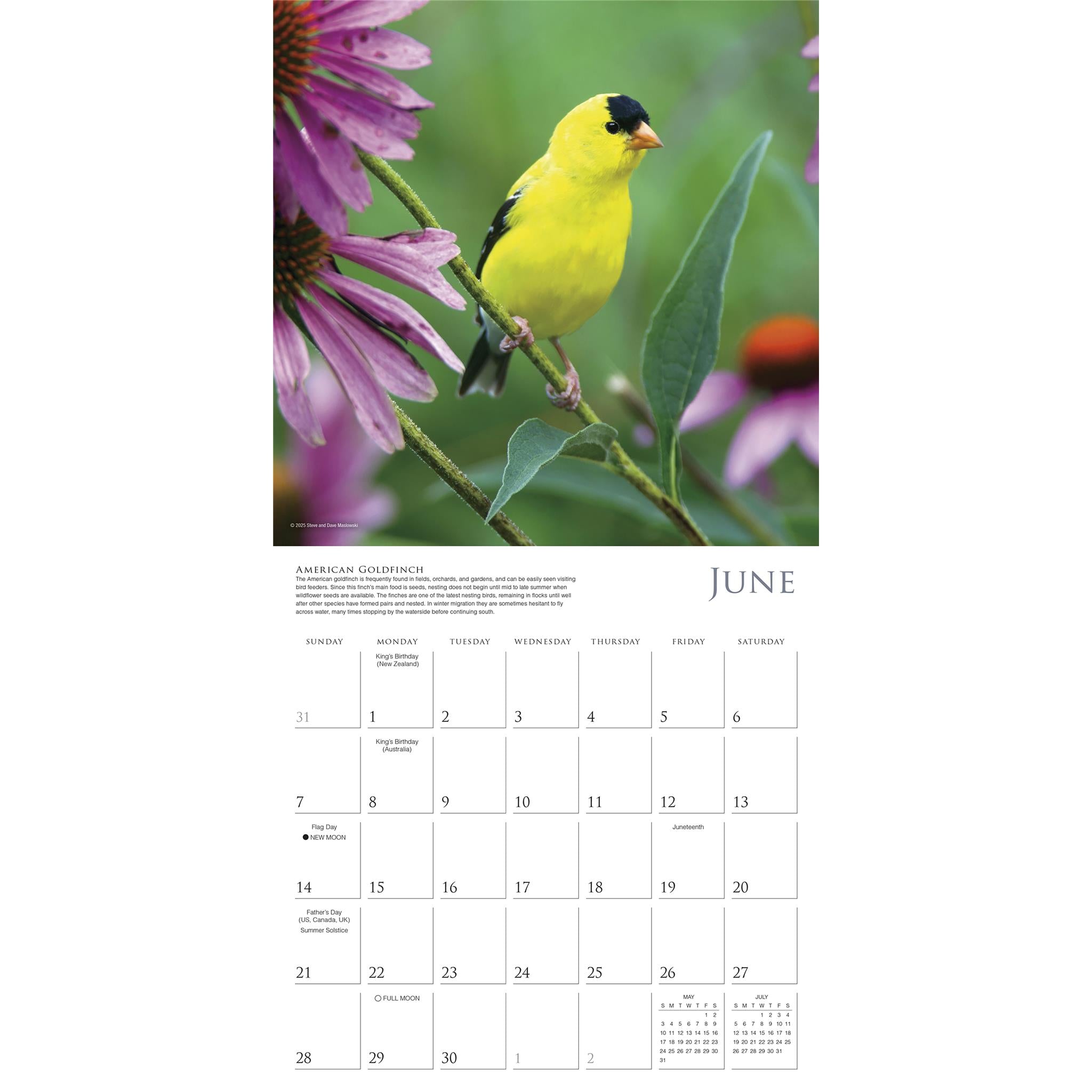 Calendrier mural des oiseaux chanteurs d'Amérique du Nord 2026