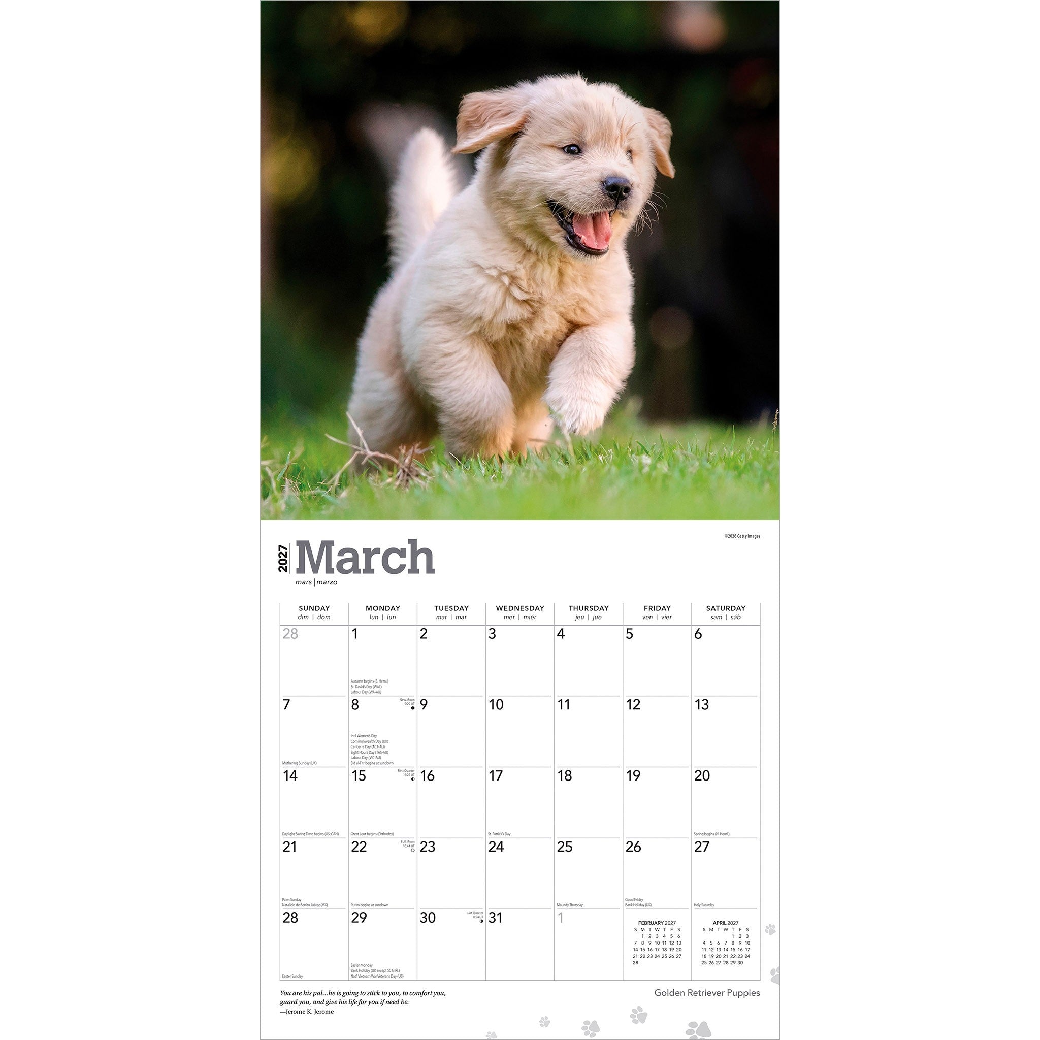 Golden Retriever Puppies 2027 Wall Calendar