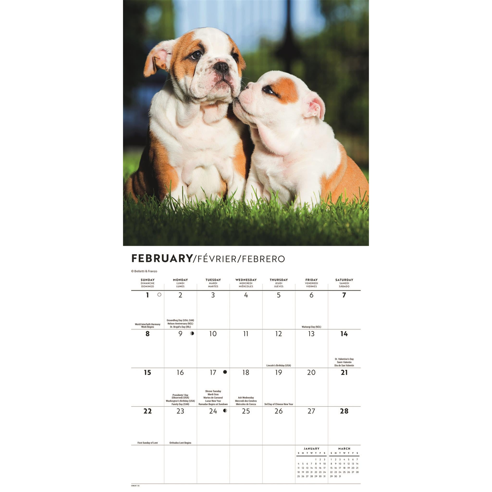 Mini calendrier des chiots bouledogues 2026