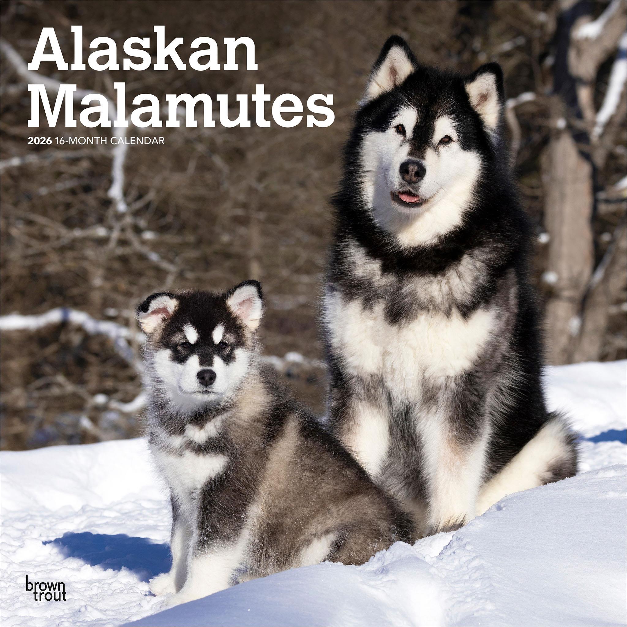 Calendrier mural 2026 des Malamutes d'Alaska