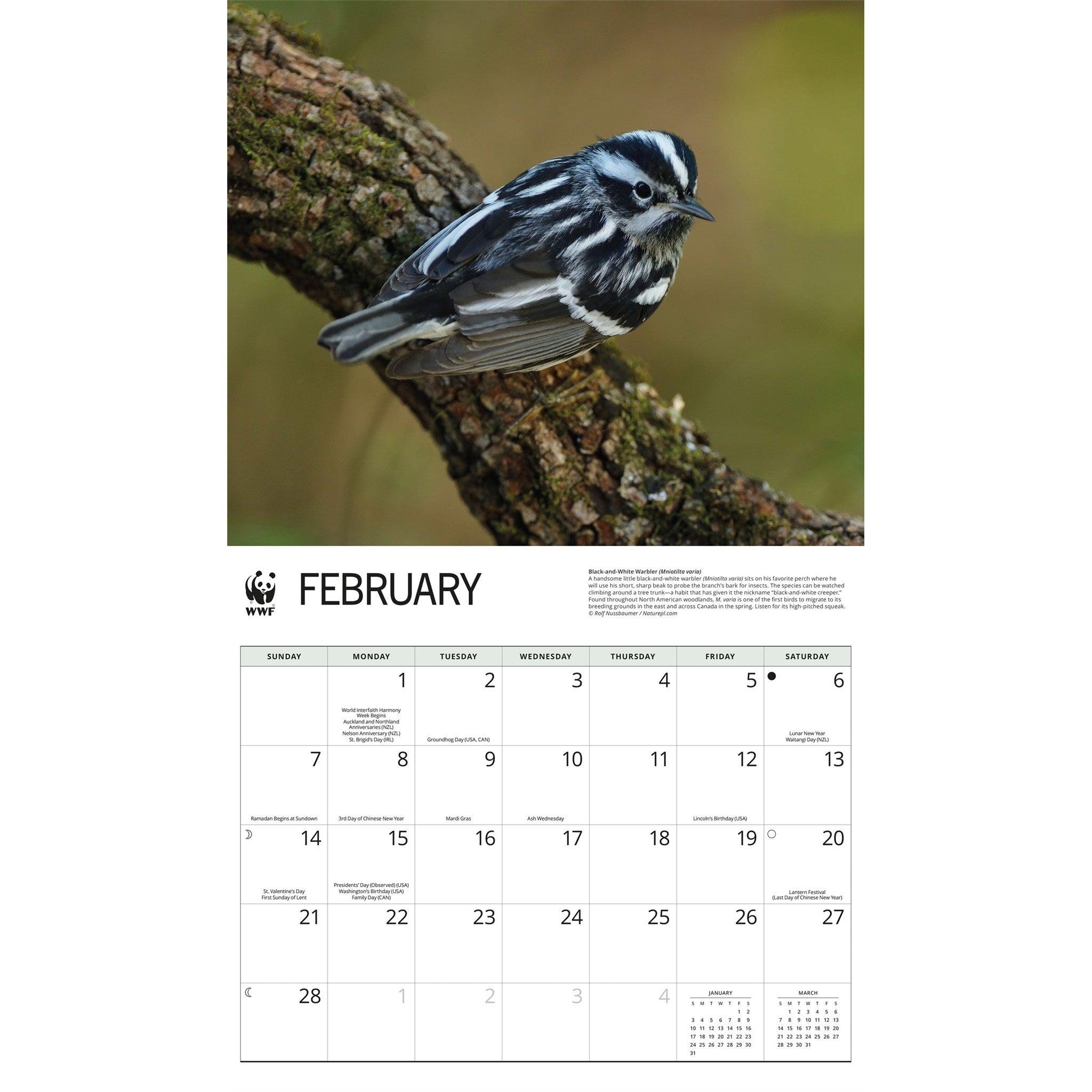 Calendrier mural 2027 Chants d'oiseaux du WWF