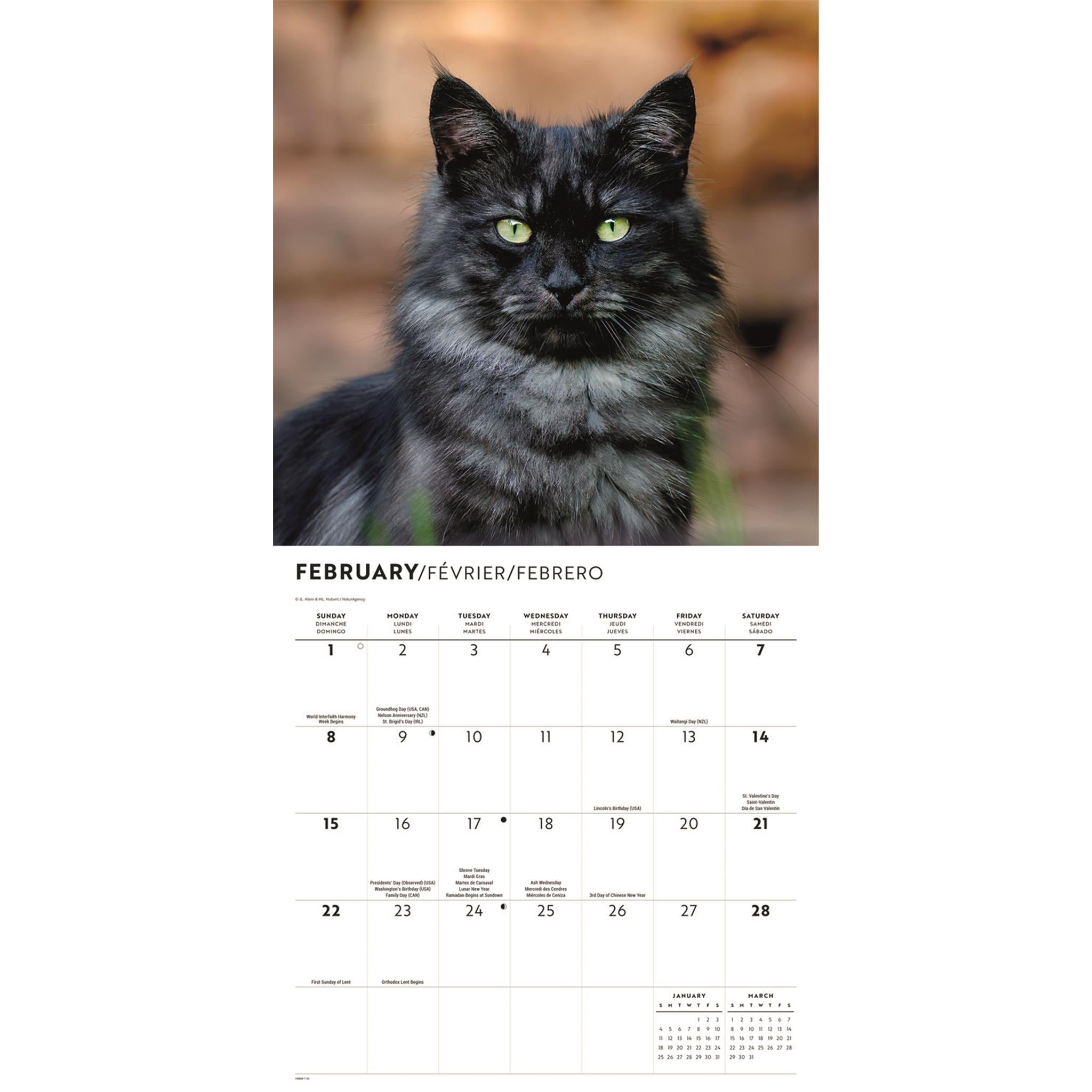 Calendrier mural Amour des chats 2026