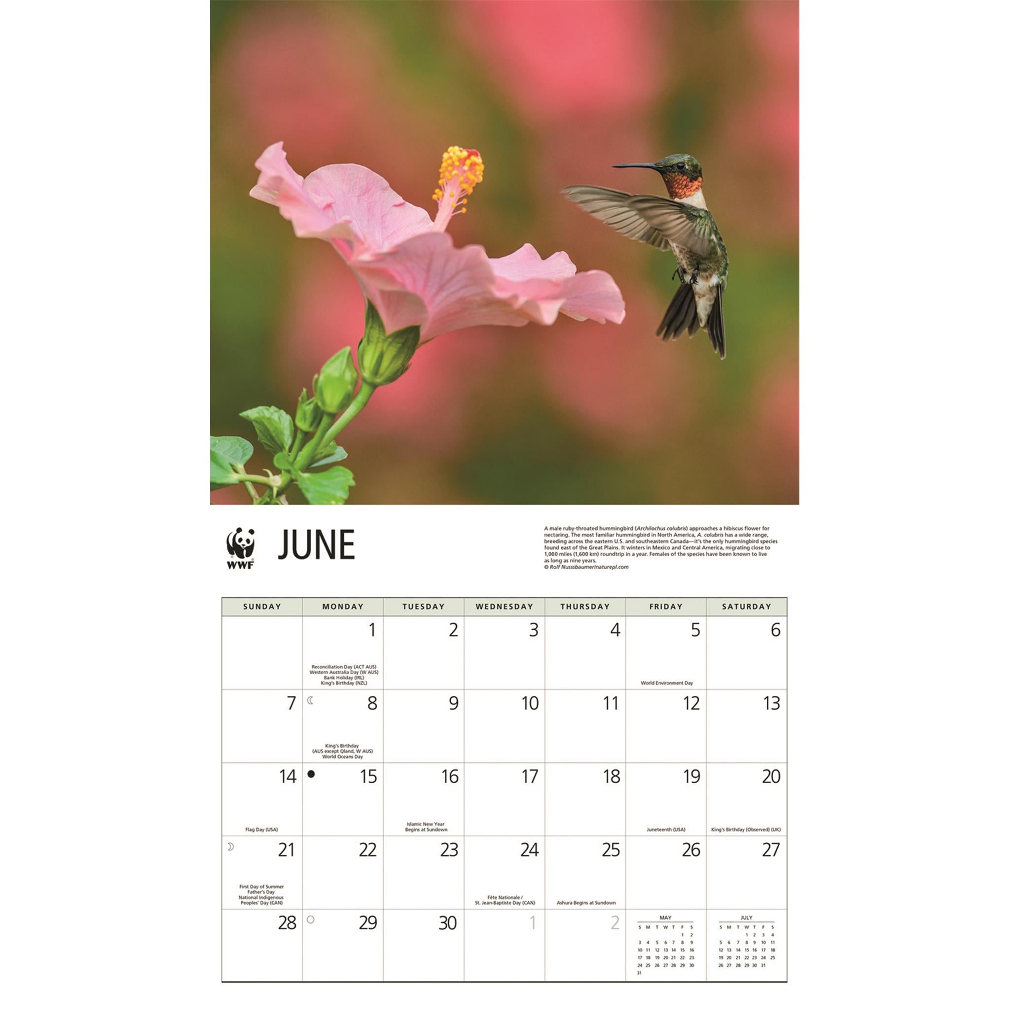 Calendrier mural 2026 du Fonds mondial pour la nature (WWF) sur les colibris
