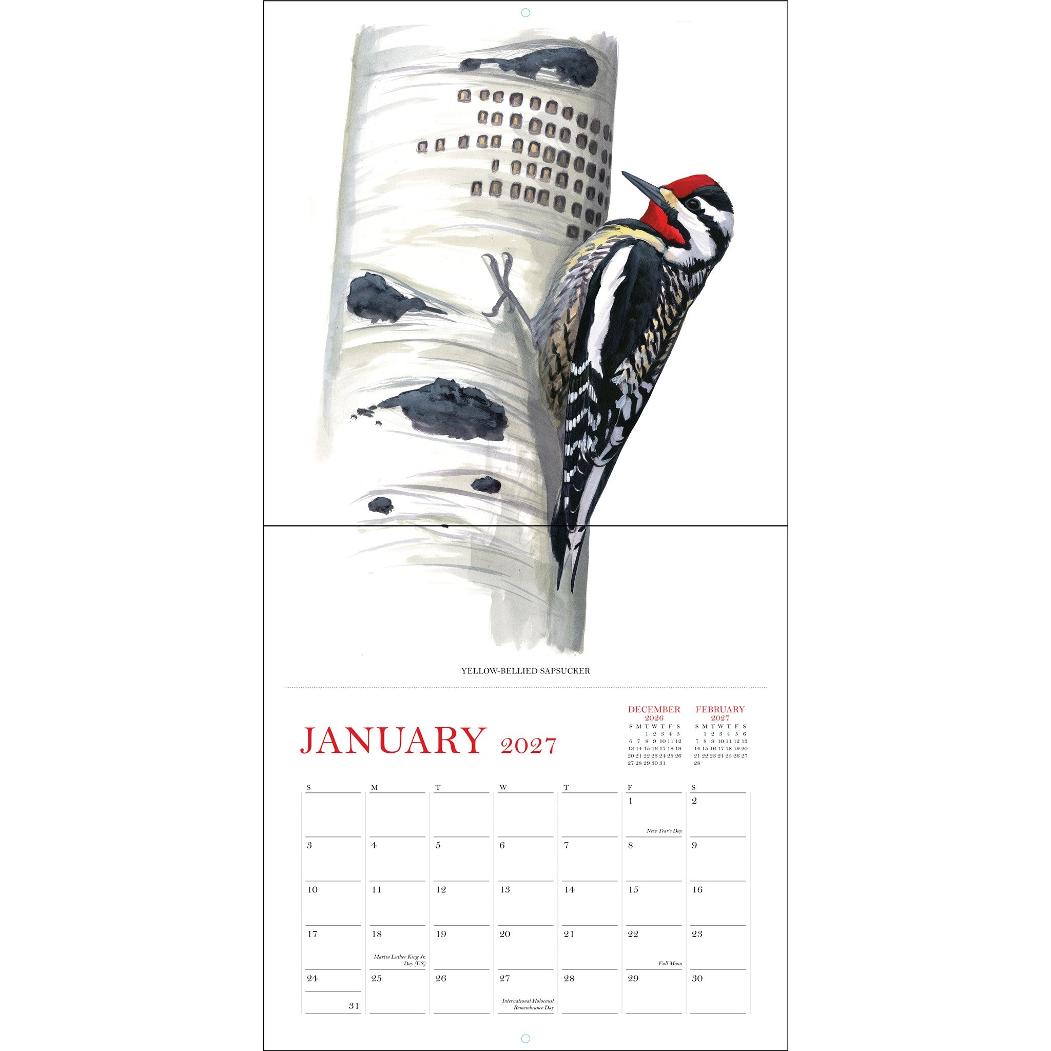 Sibley's Birds of North America 2027 Wall Calendar - Online Only