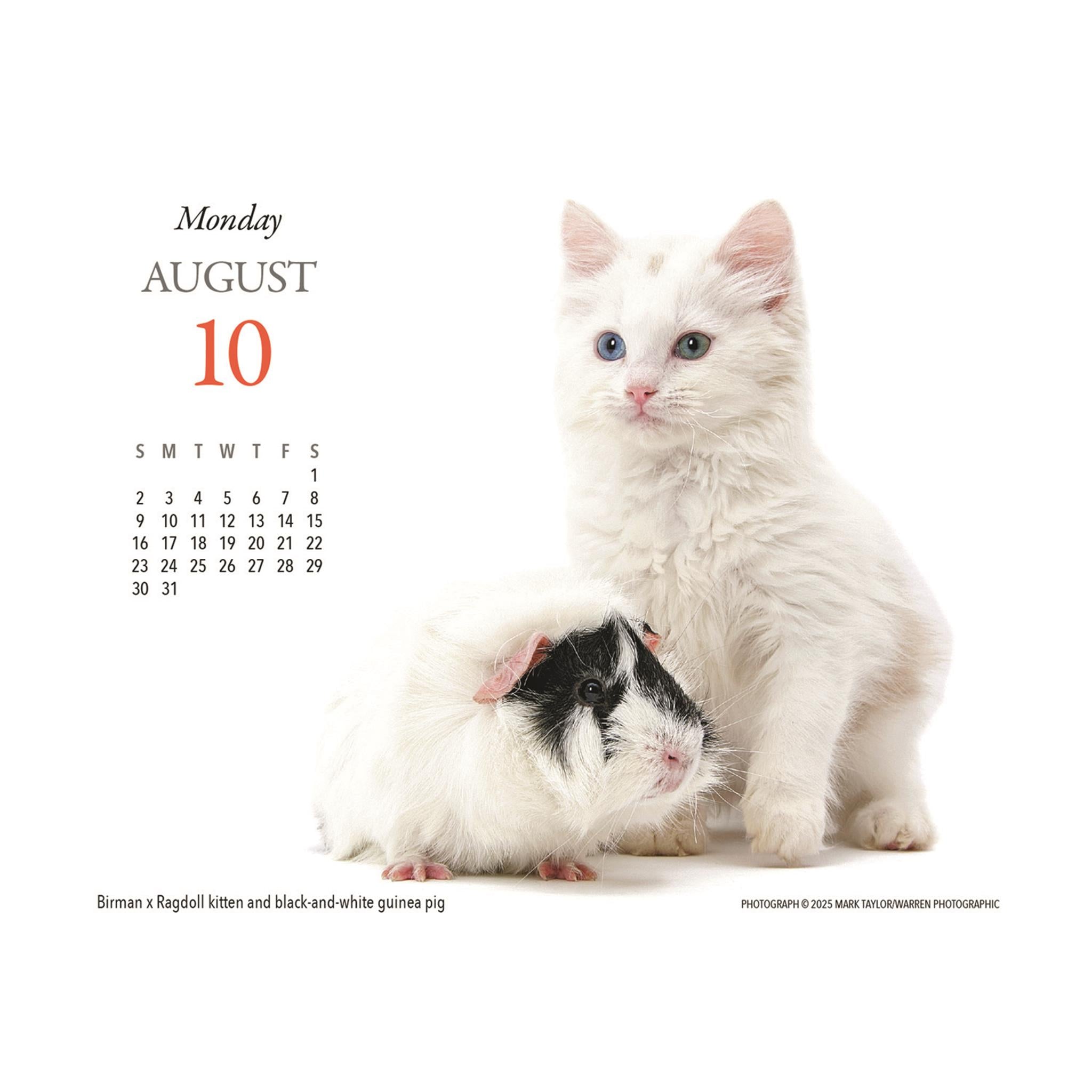 Calendrier Kittens And Friends Box 2026