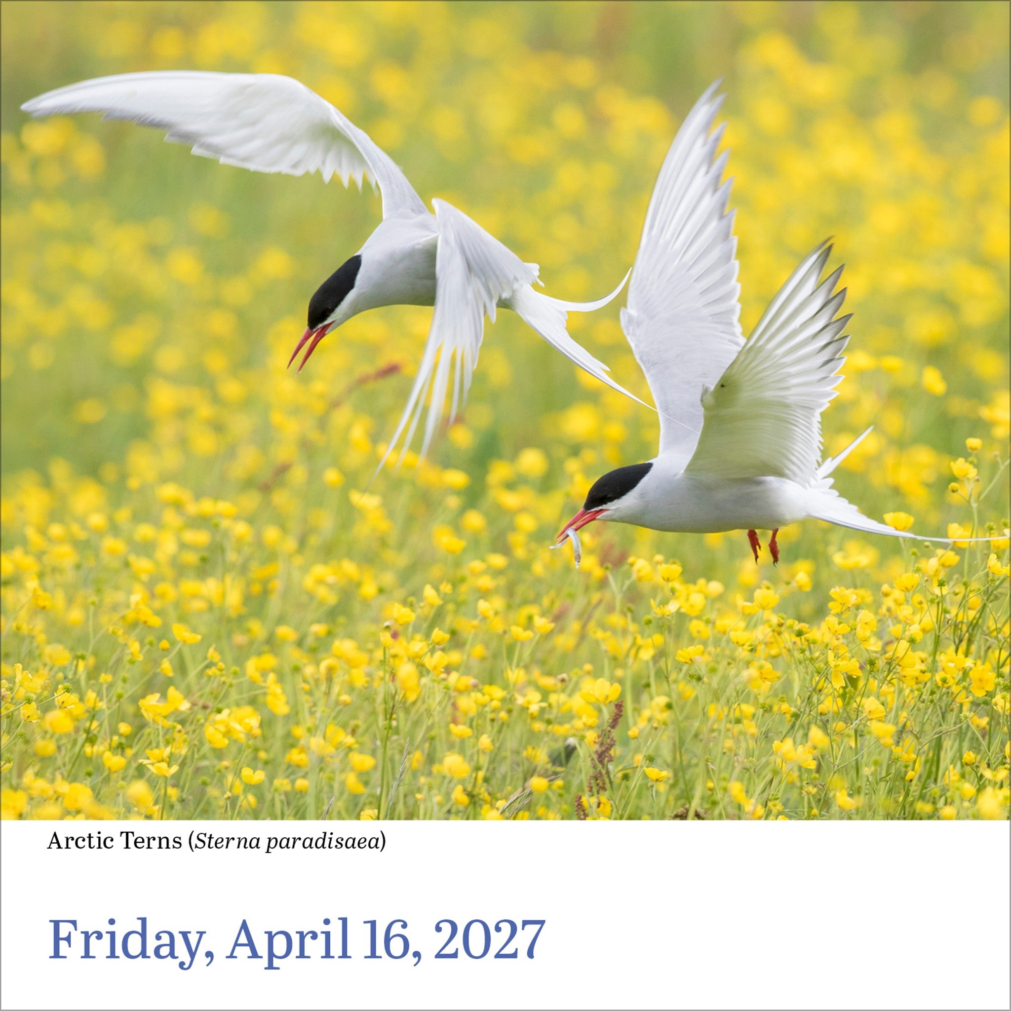Audubon Birds 2027 Box Calendar