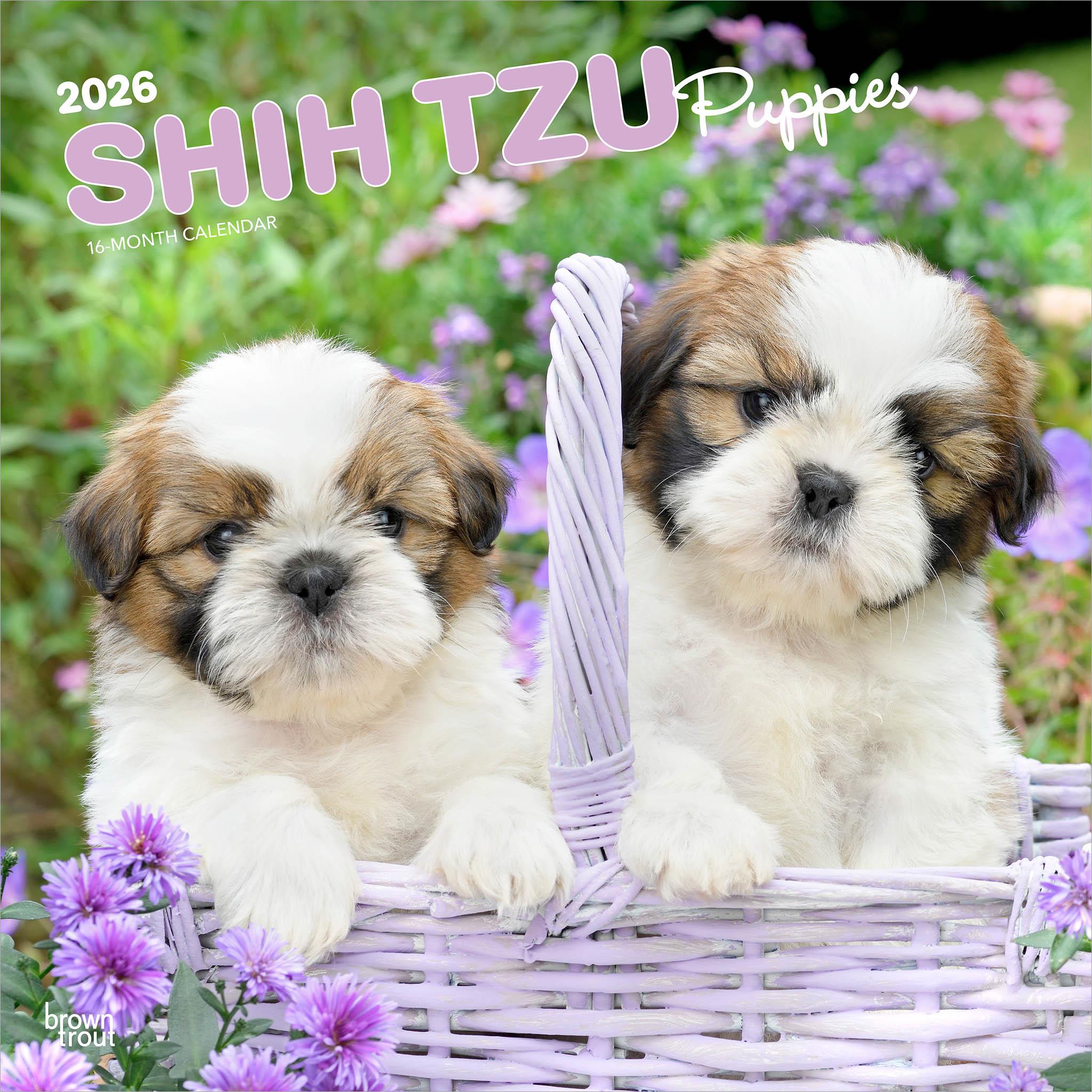 Calendrier mural des chiots Shih Tzu 2026