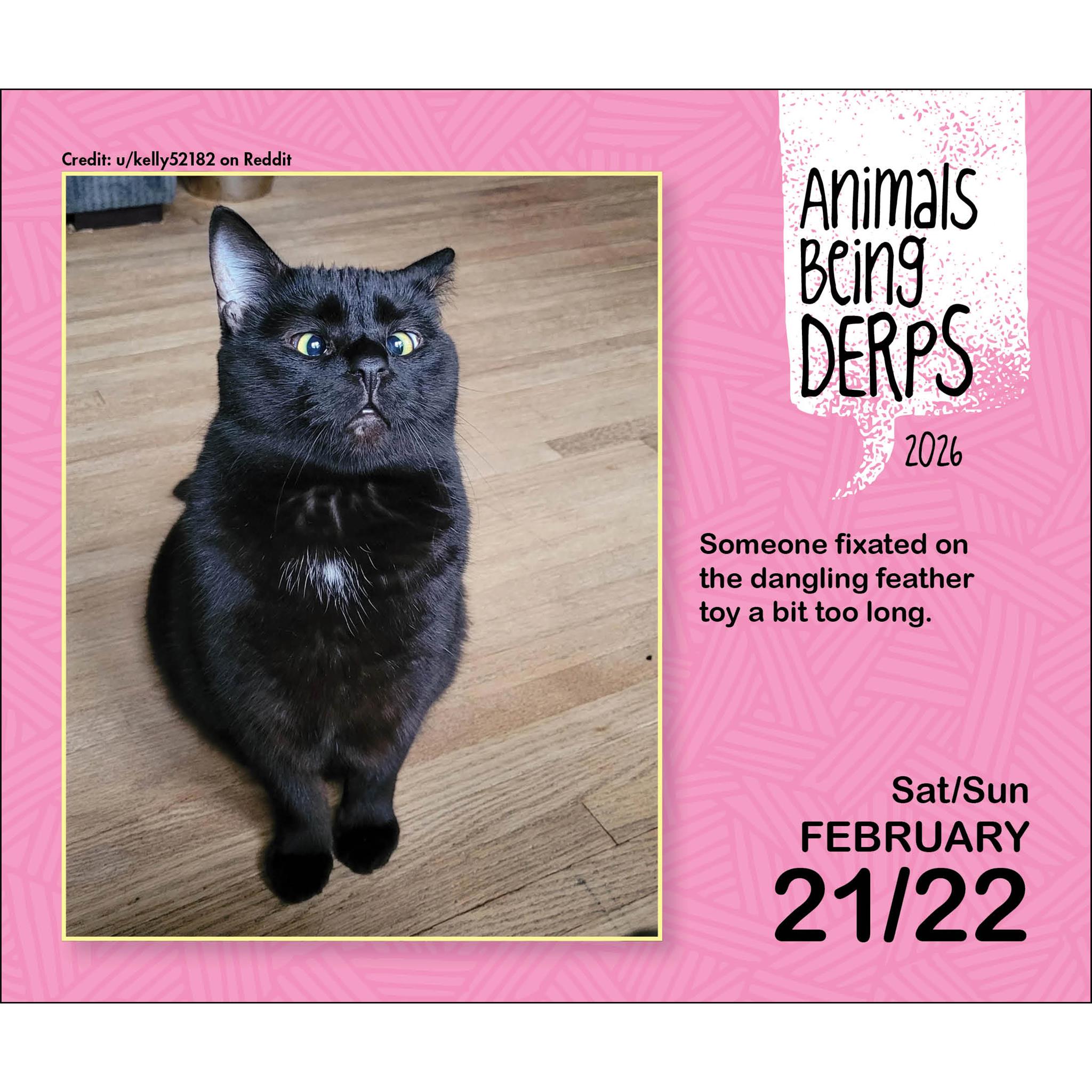 Calendrier de la boîte Animaux Bêtises 2026