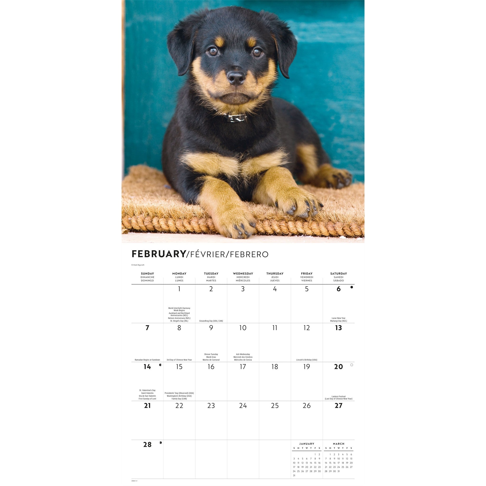 Calendrier mural chiots Rottweiler 2027