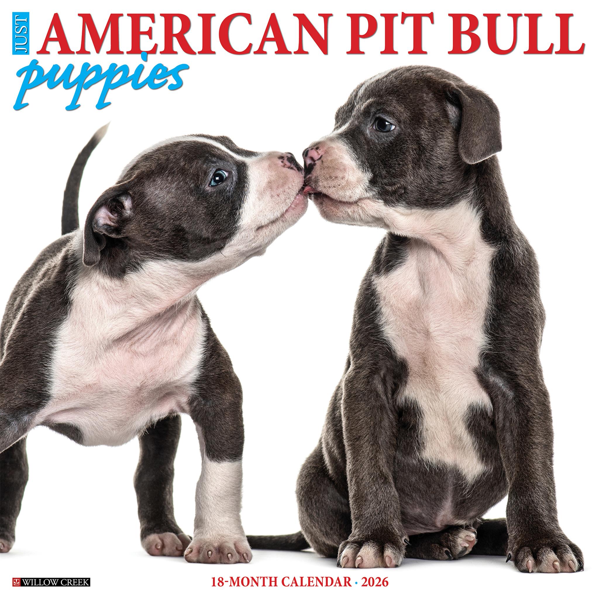 Calendrier mural 2026 « Chiots American Pit Bull Terrier » - Disponible uniquement en ligne