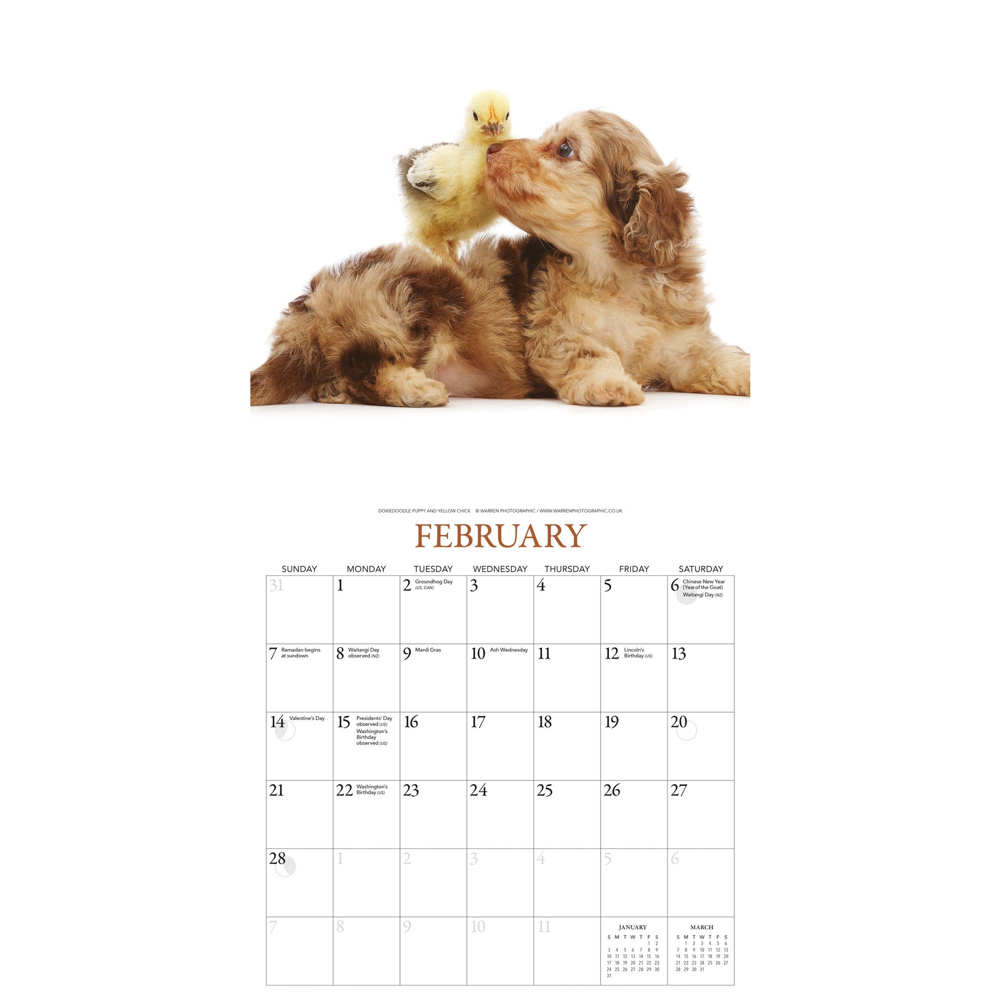 Calendrier mural Chiots et amis 2027