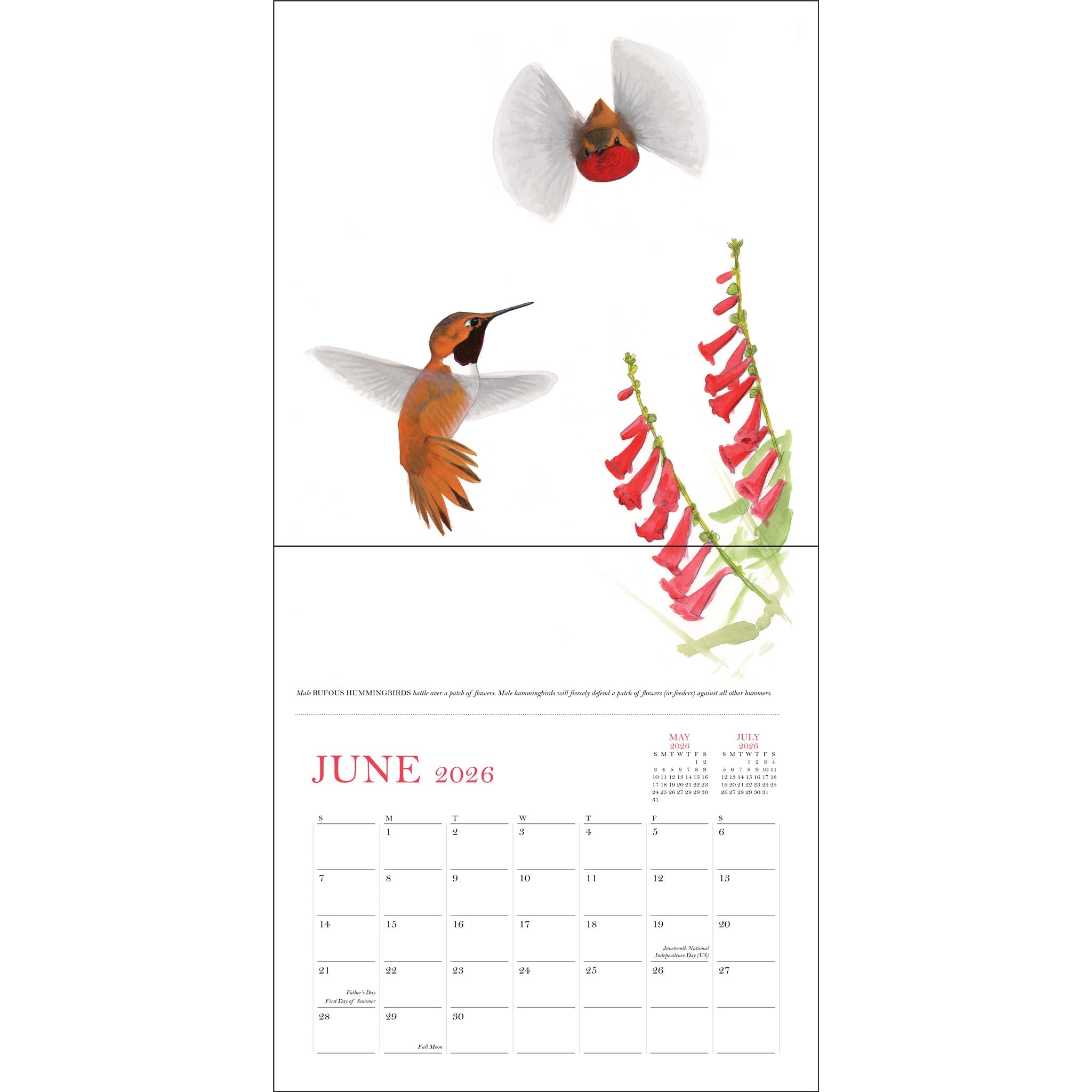 Sibley's Birds Of North America 2026 Wall Calendar - Online Only