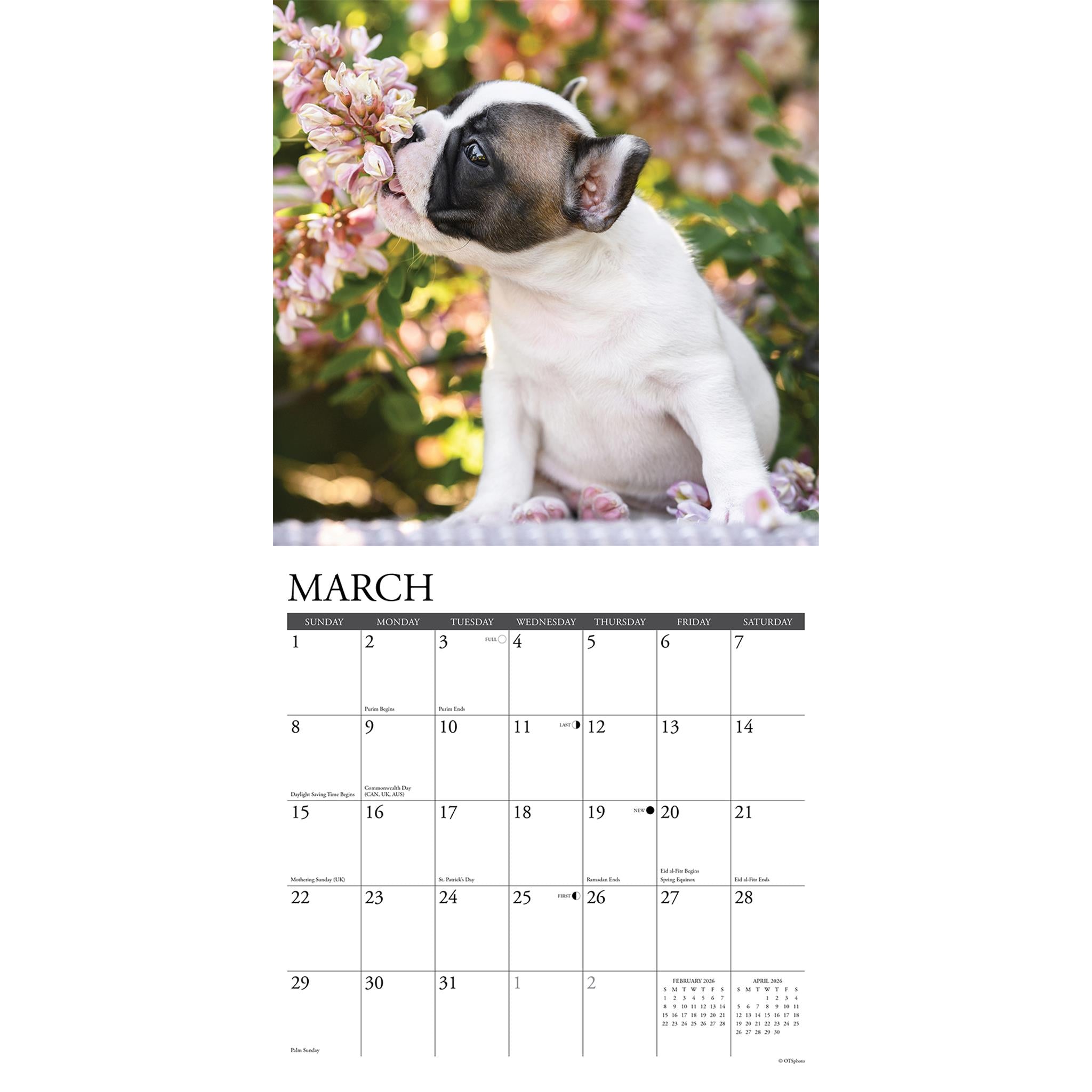 Calendrier mural 2026 « Just French Bulldog Puppies »