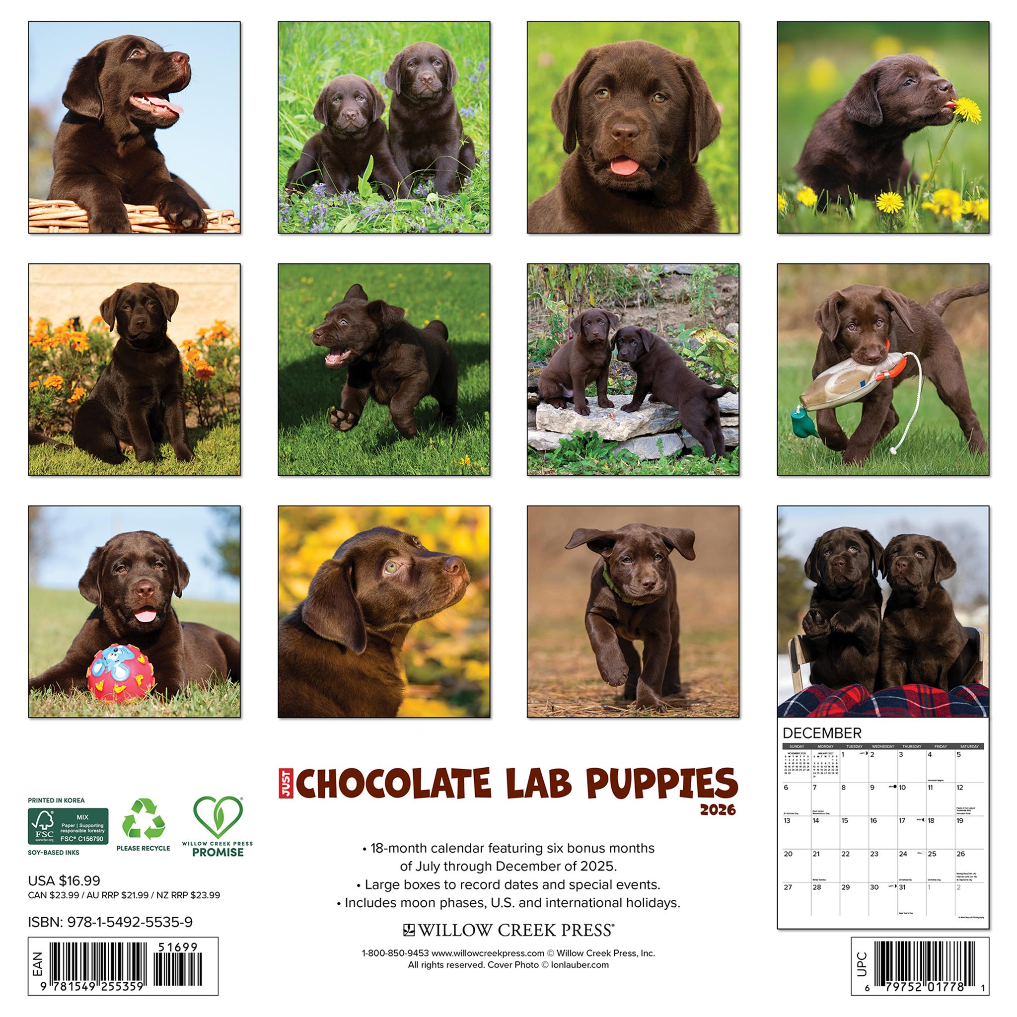 Calendrier mural 2026 « Chiots Labrador Chocolat » - Disponible uniquement en ligne