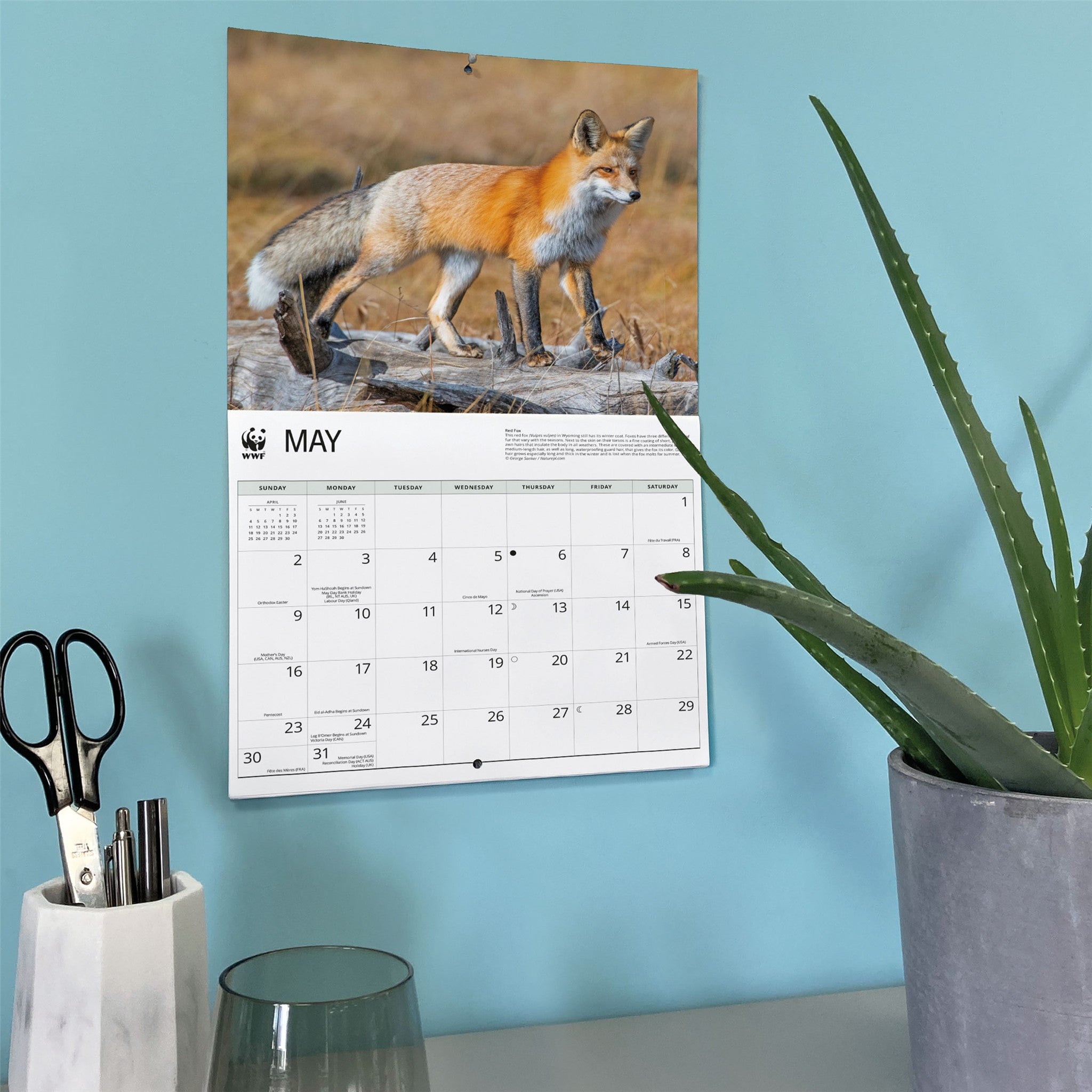 Calendrier mural 2027 Renards du Fonds mondial pour la nature