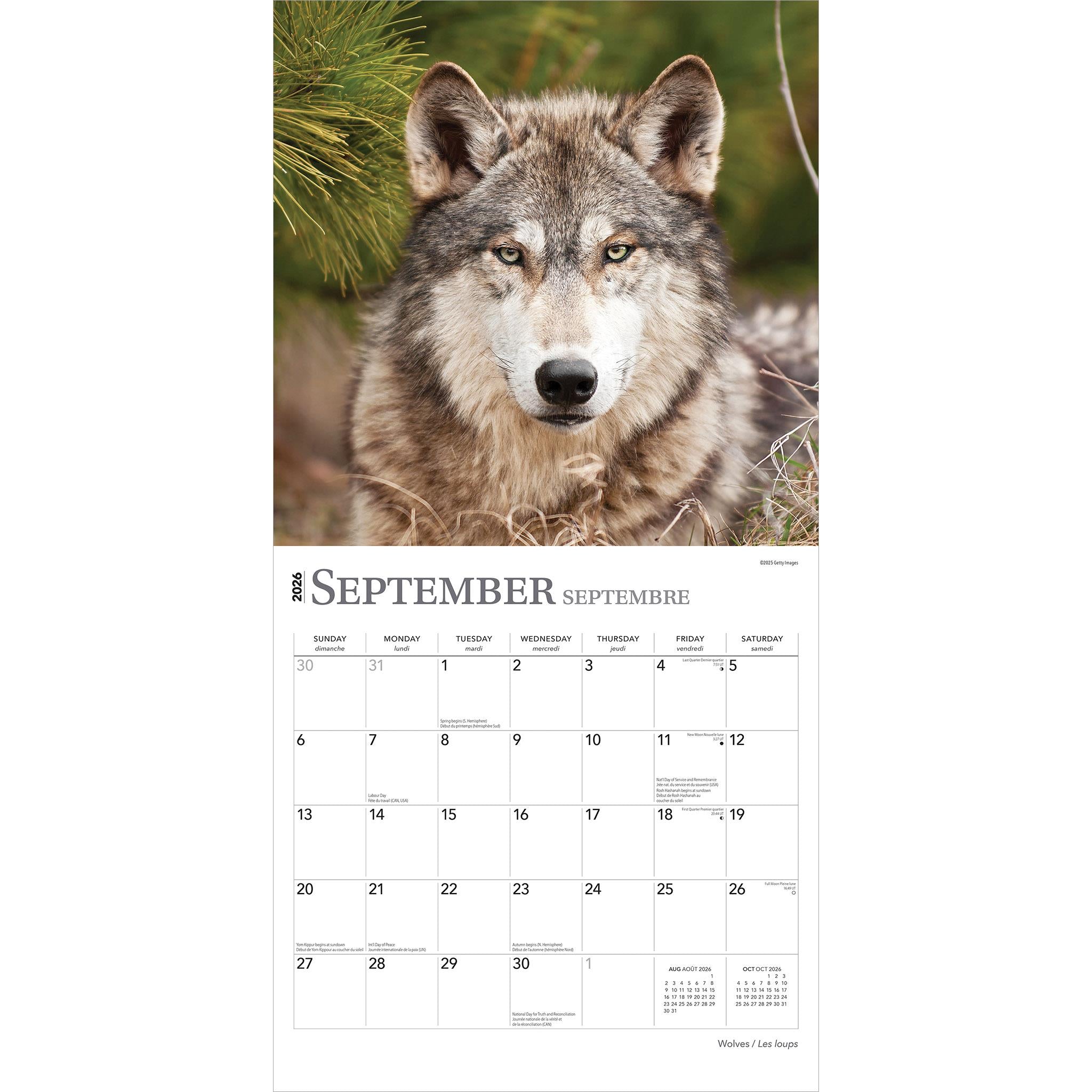 Calendrier mural Les Loups 2026 (français)