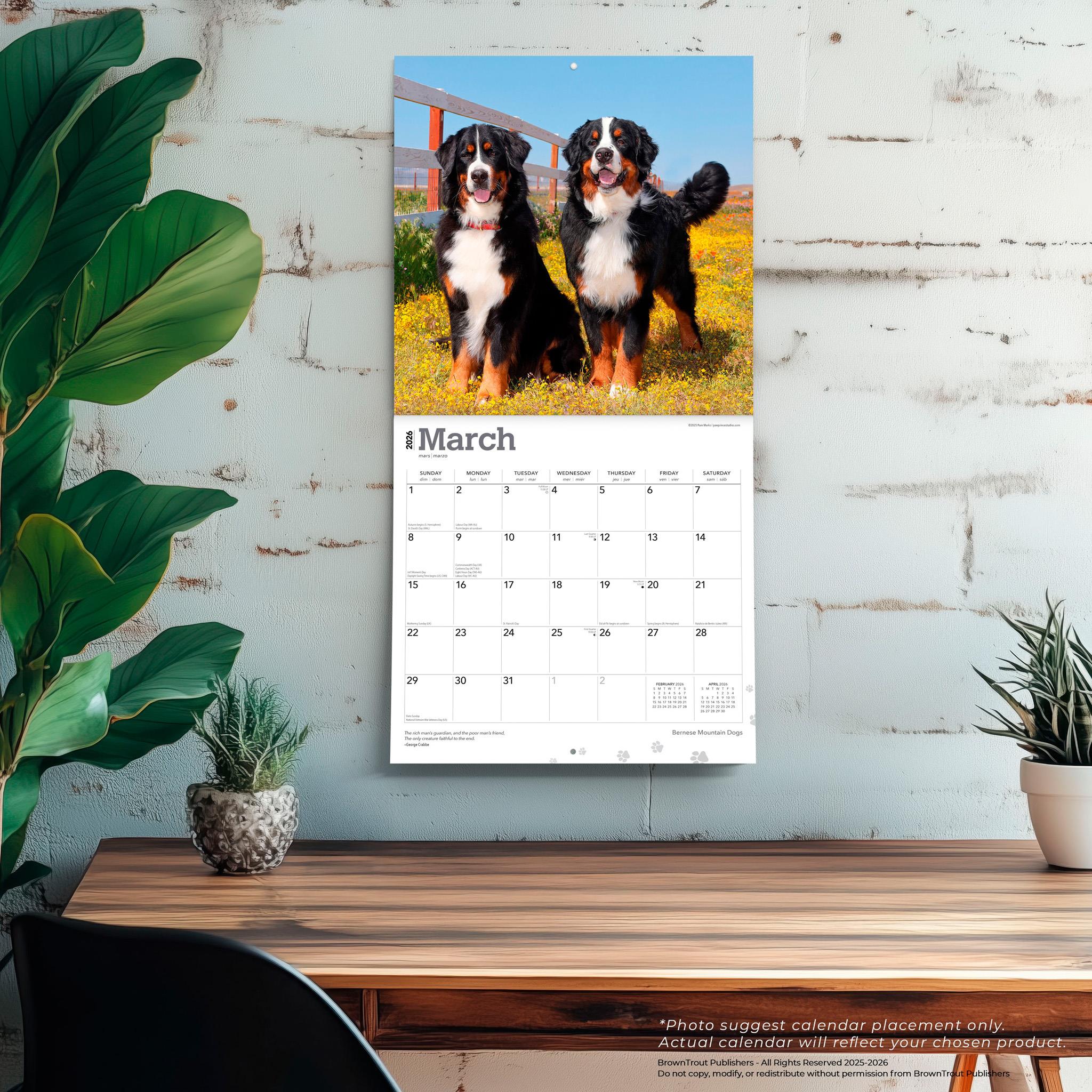 Bernese Mountain Dogs 2026 Wall Calendar