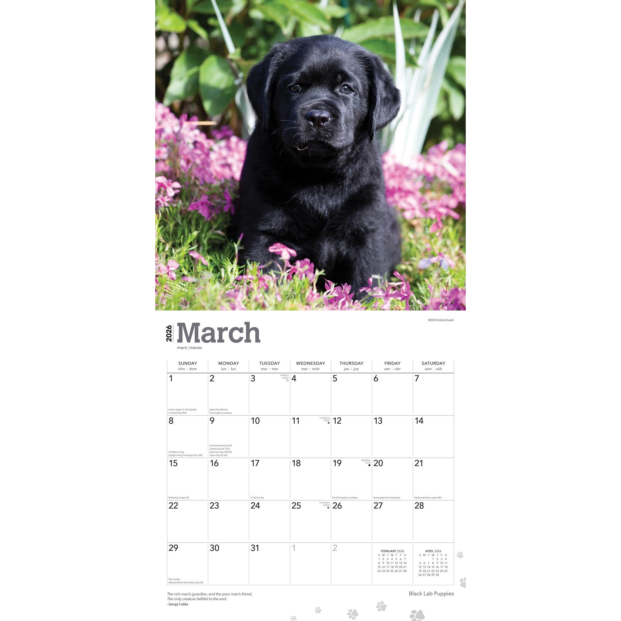 Calendrier mural 2026 des chiots Labrador noirs