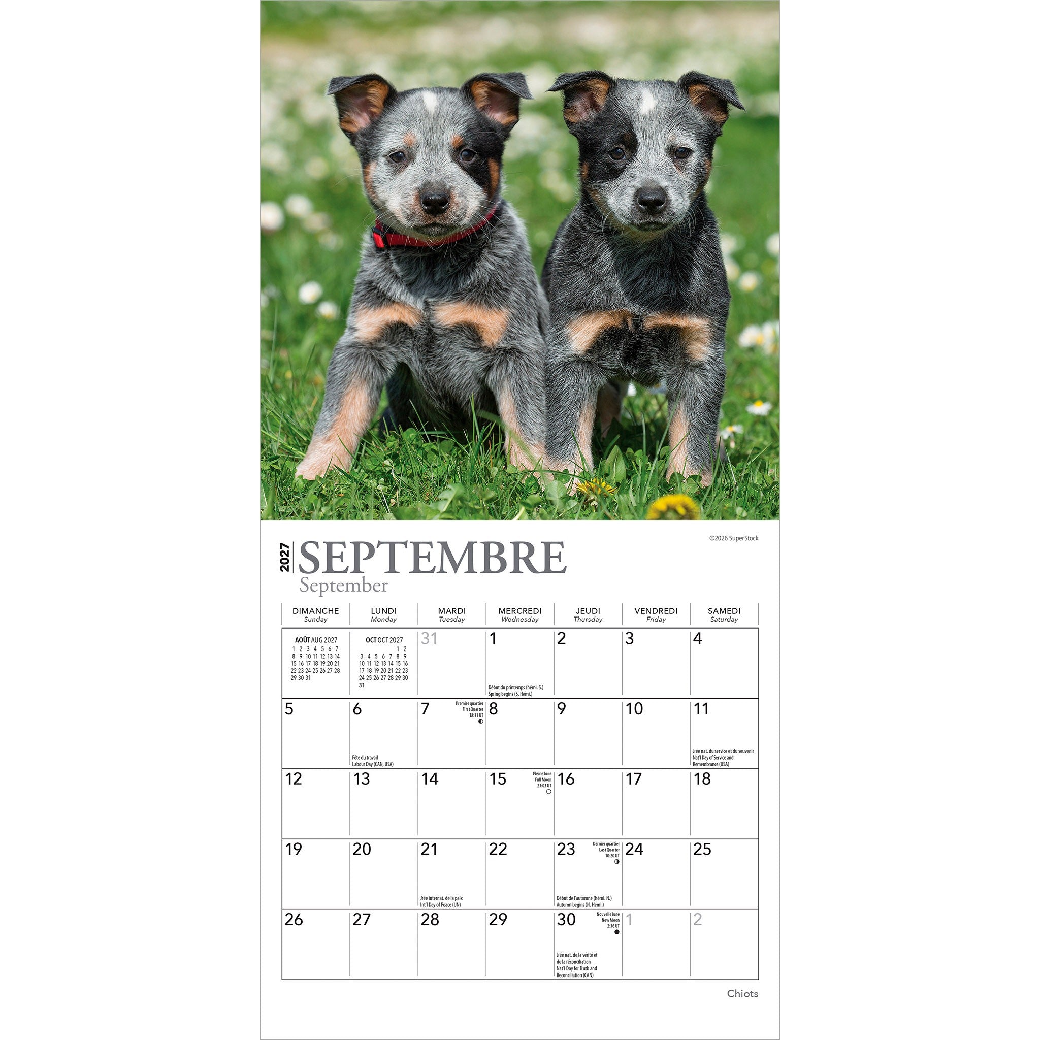 Chiots 2027 Mini Calendar (French)