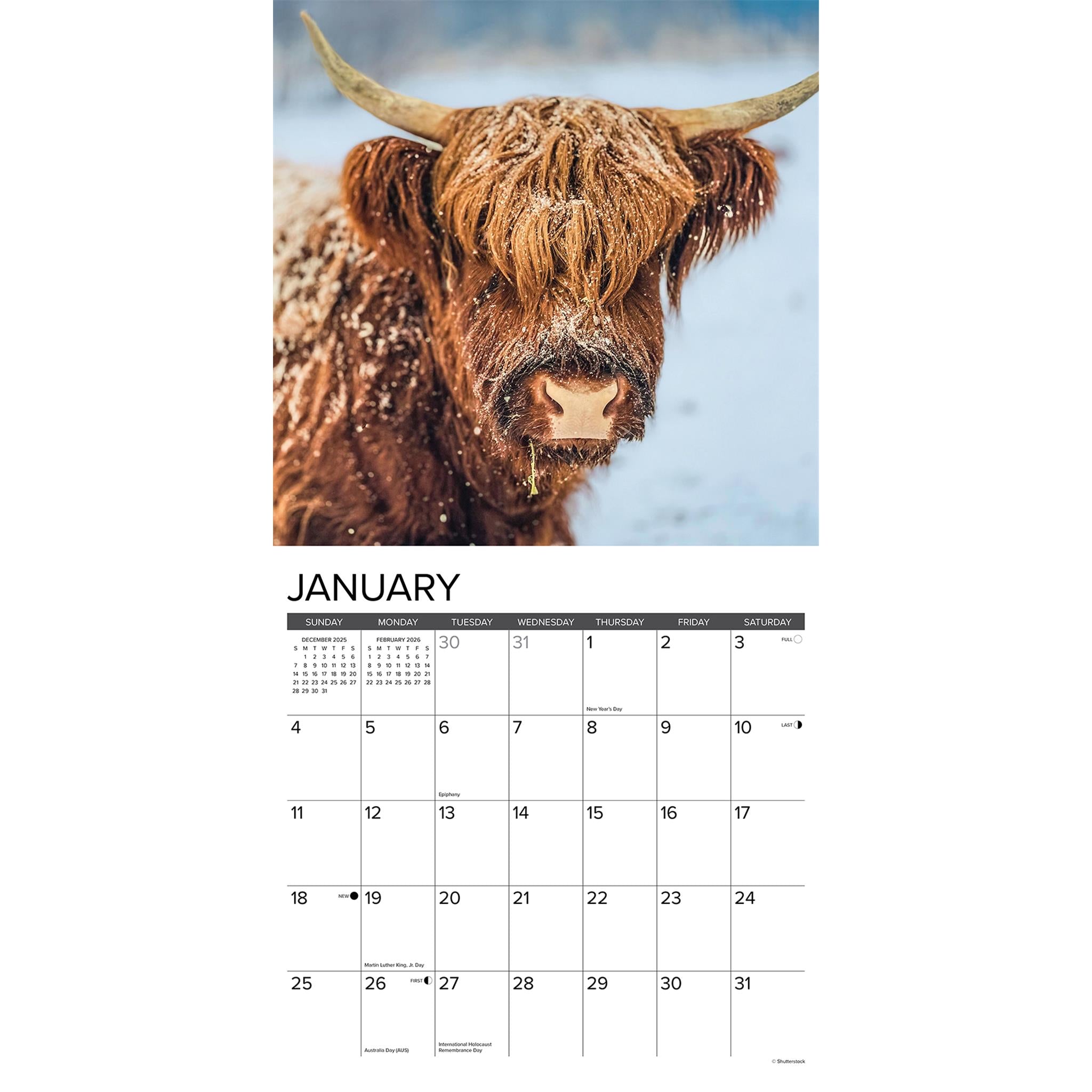 Calendrier mural 2026 des vaches des Highlands - Disponible uniquement en ligne
