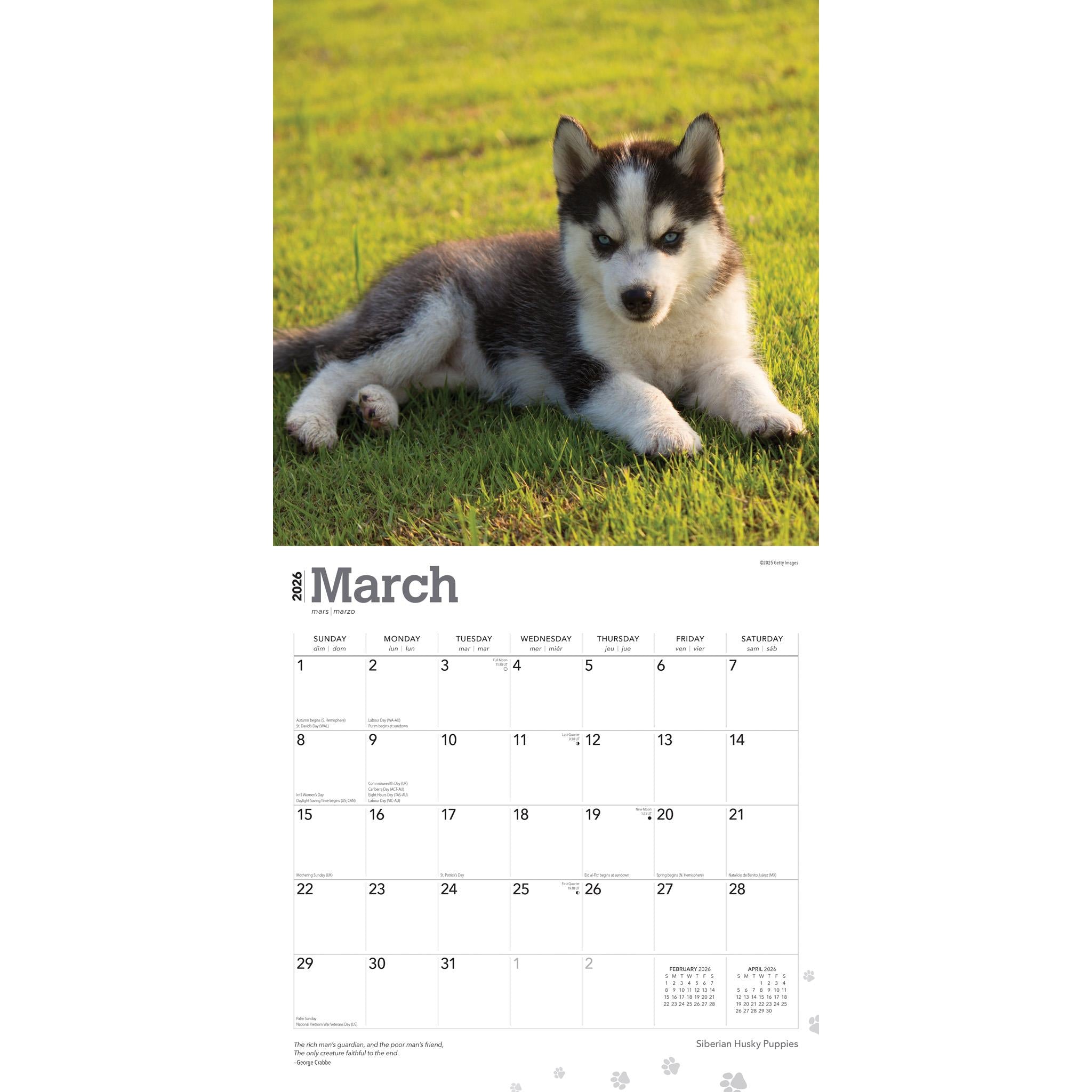 Calendrier mural 2026 des chiots Husky de Sibérie