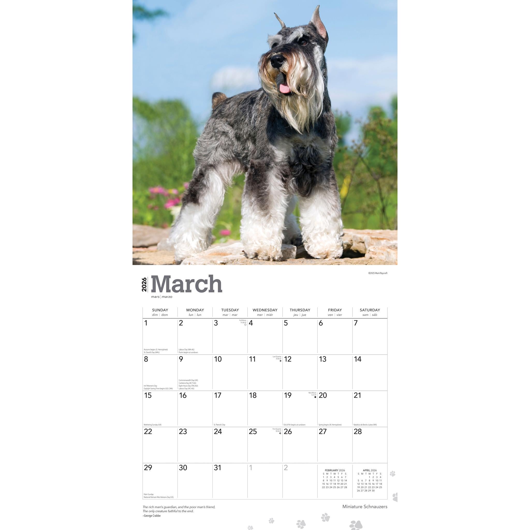 Calendrier mural Schnauzers miniatures 2026