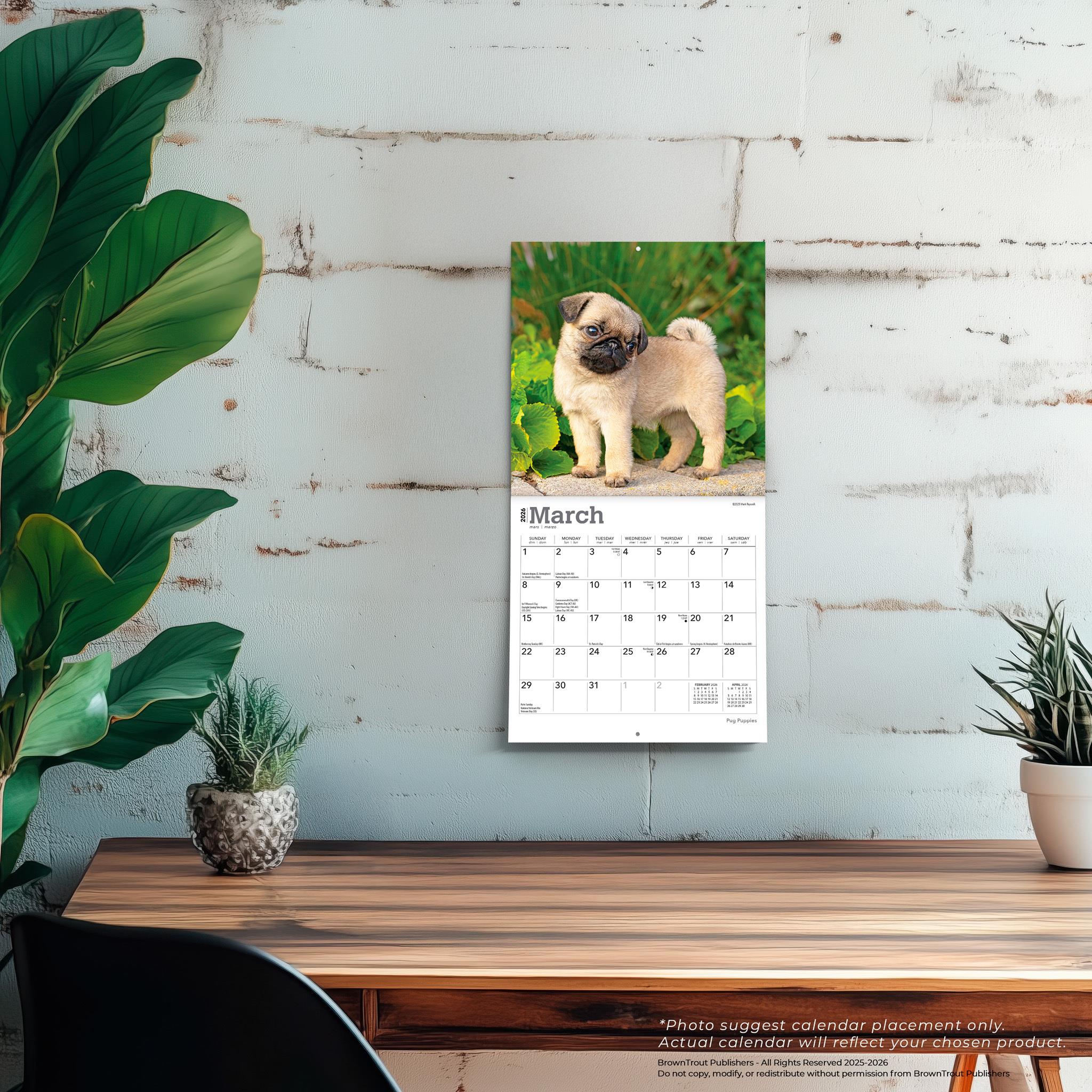 Mini calendrier des chiots carlins 2026