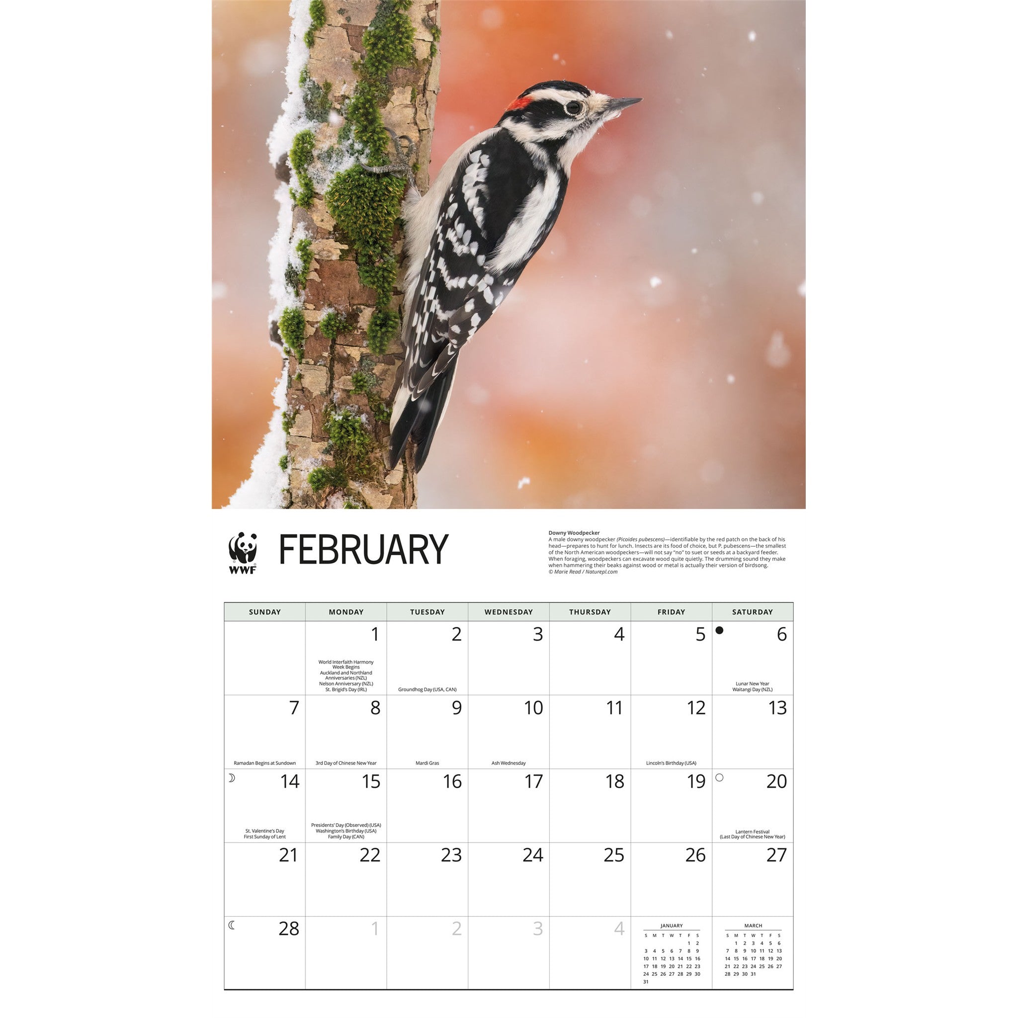 Calendrier mural Oiseaux de jardin 2027 du Fonds mondial pour la nature