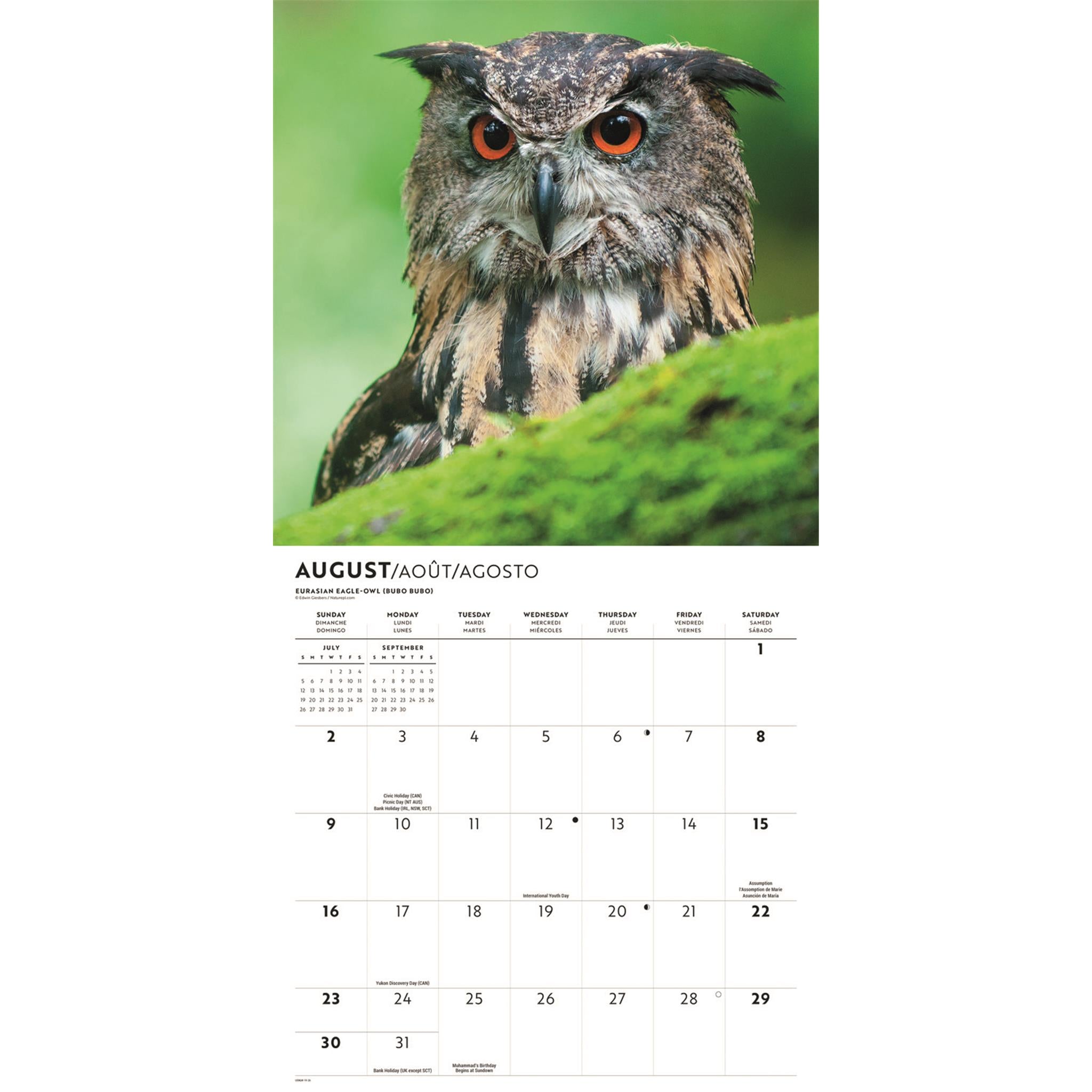 Calendrier mural Hiboux 2026