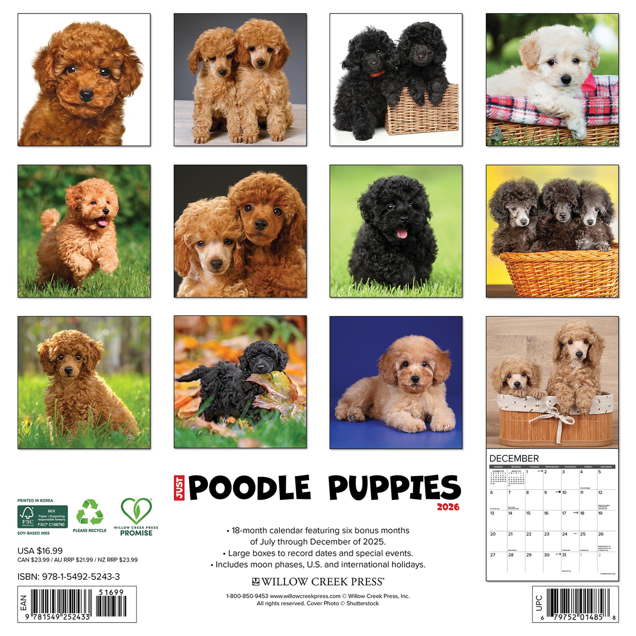 Calendrier mural 2026 « Just Poodle Puppies » - Disponible uniquement en ligne