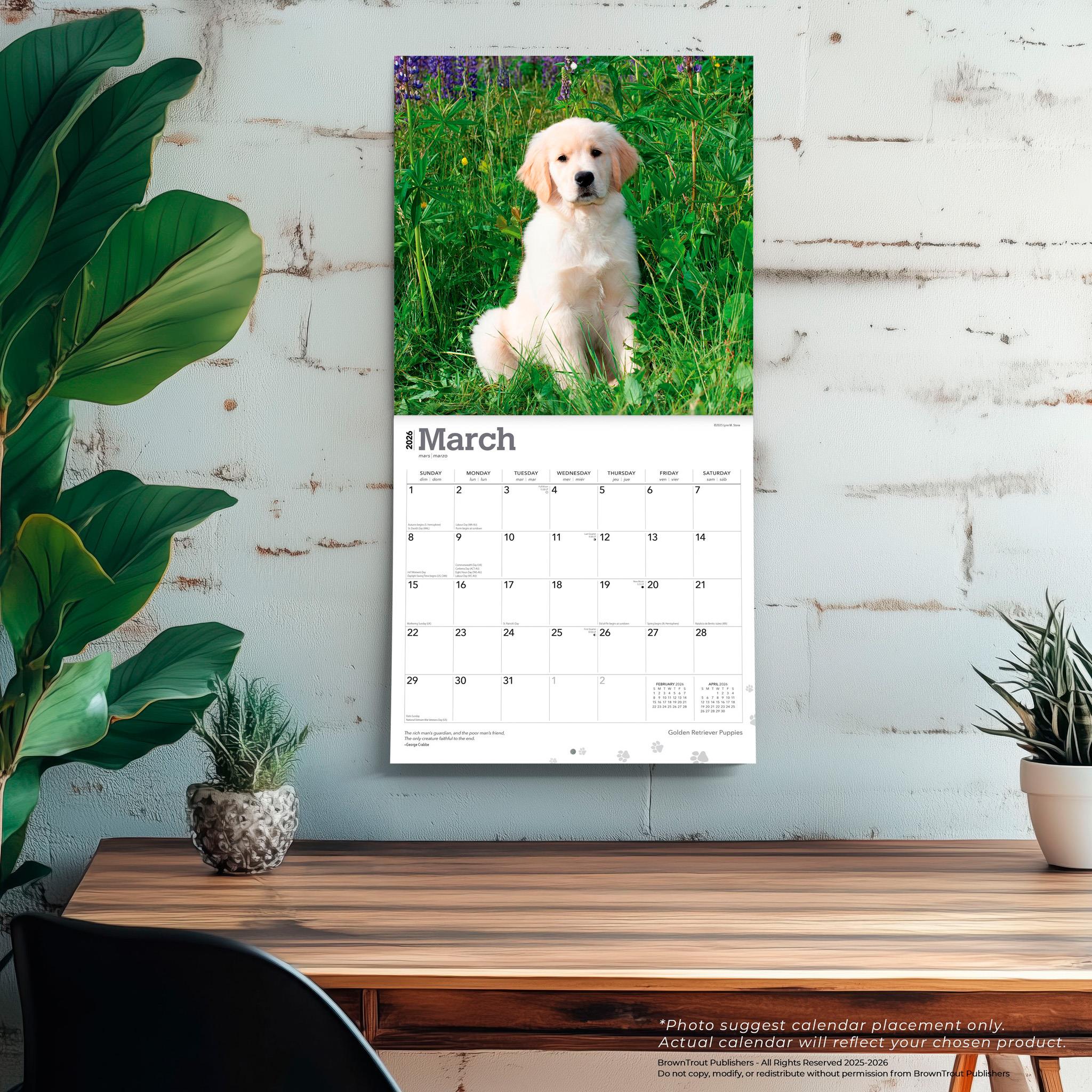 Calendrier mural des chiots Golden Retriever 2026