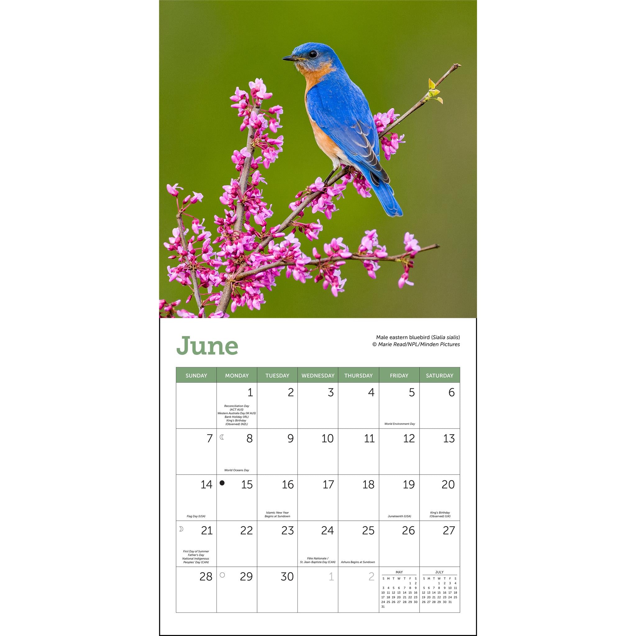 Mini-calendrier des oiseaux chanteurs 2026