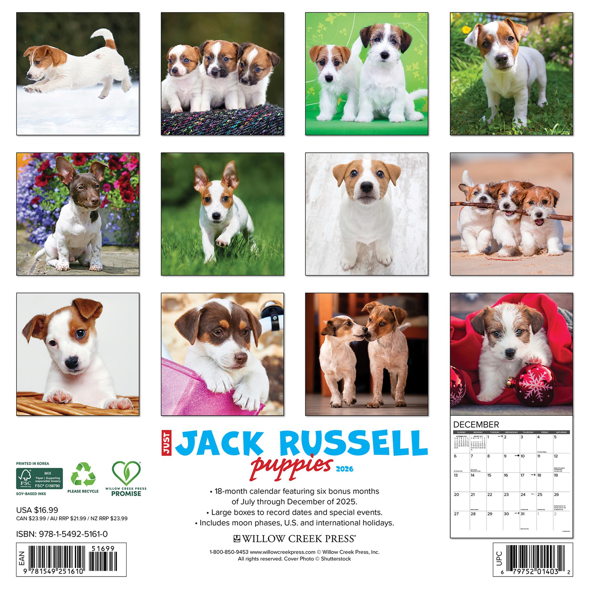 Calendrier mural 2026 « Juste des chiots Jack Russell » - Disponible uniquement en ligne