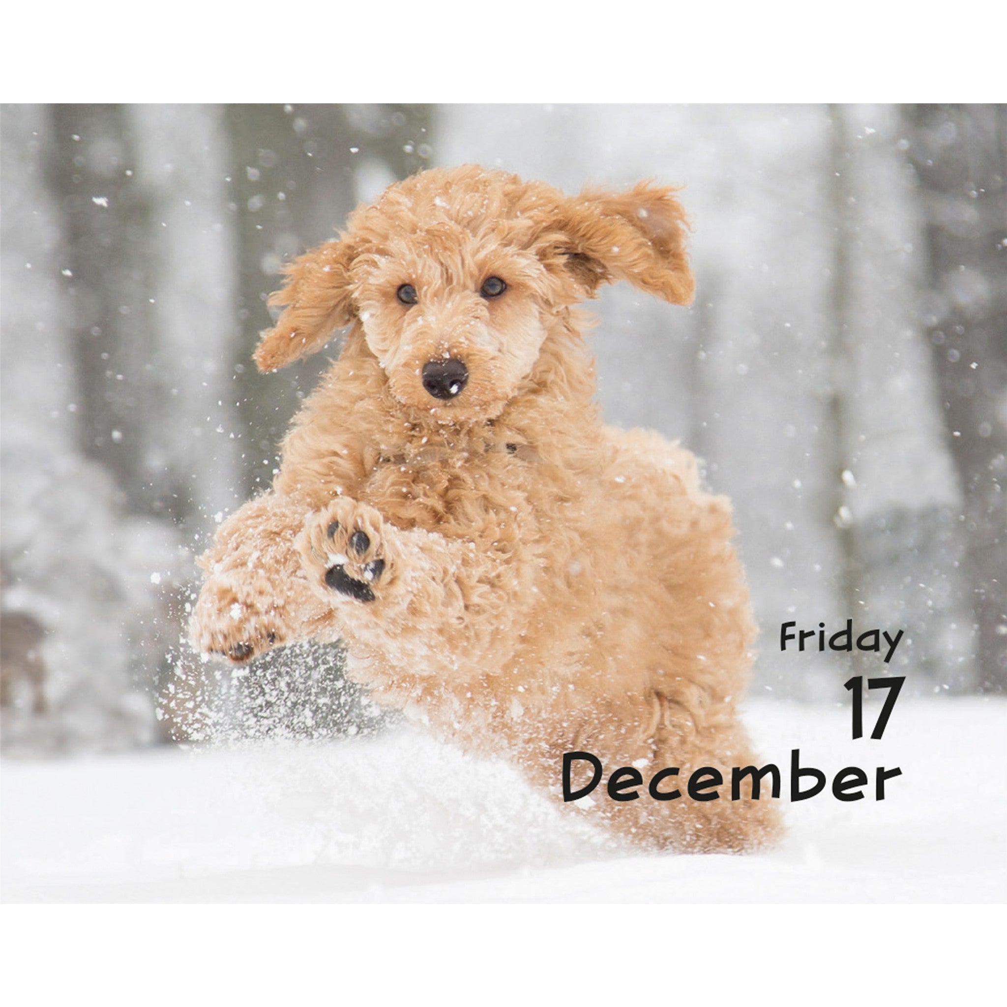 Puppies 2027 Small Box Calendar