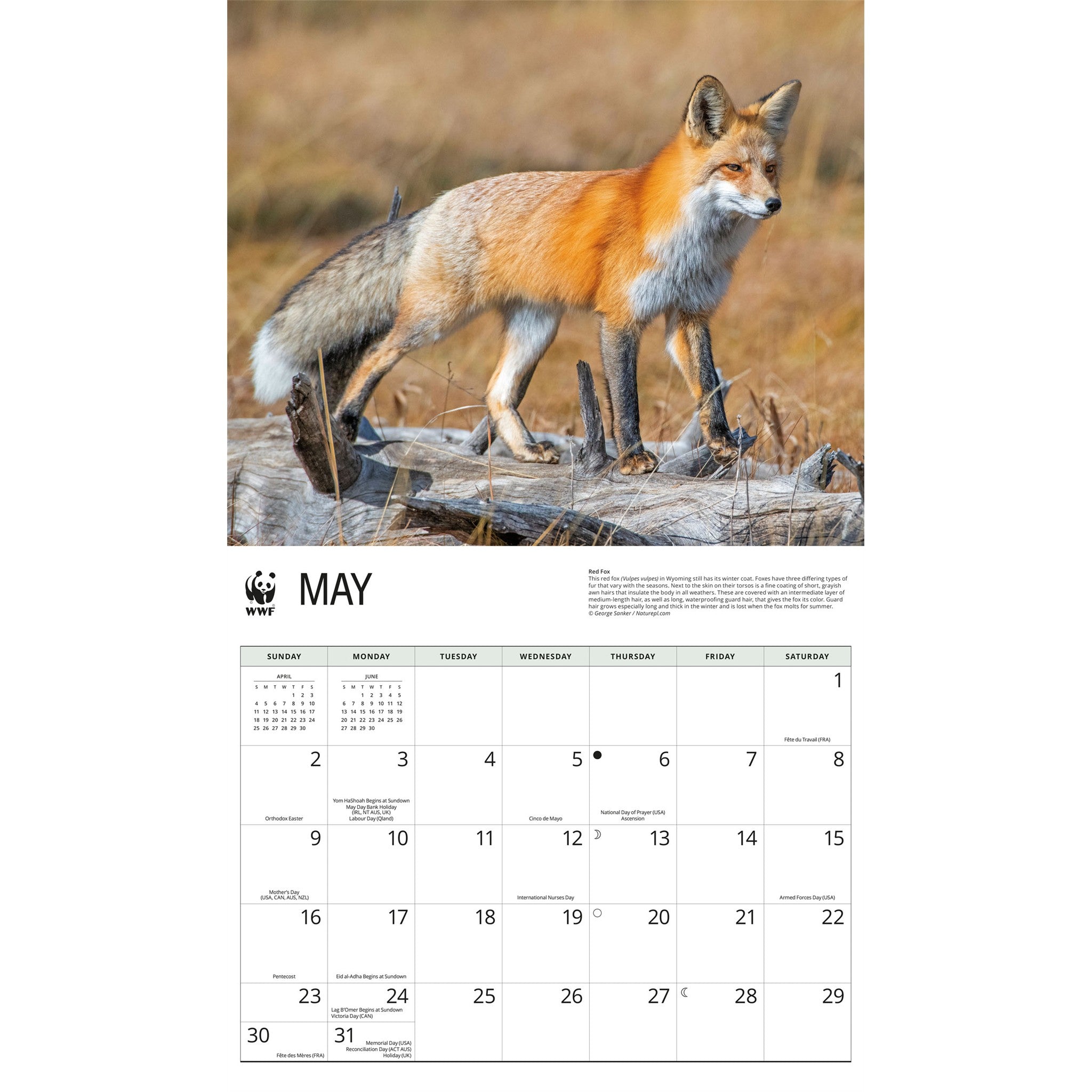 Calendrier mural 2027 Renards du Fonds mondial pour la nature