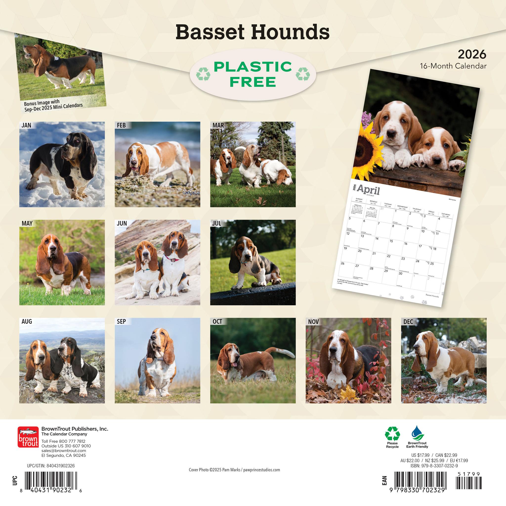 Calendrier mural Basset Hounds 2026