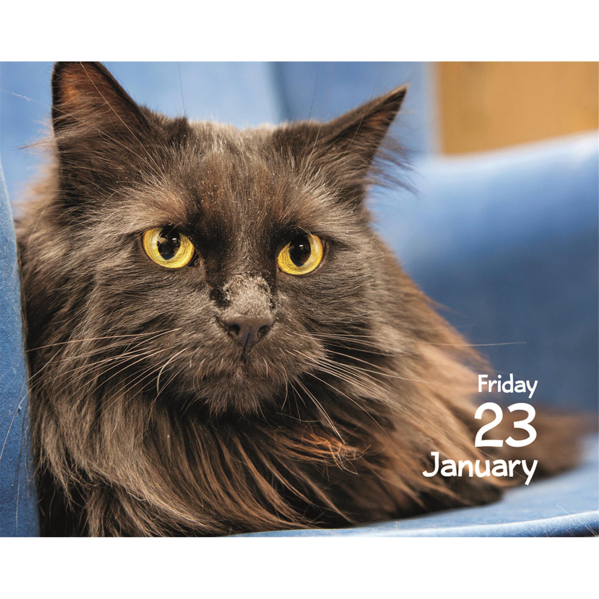 Calendrier Chats 2026 (Petit Format)
