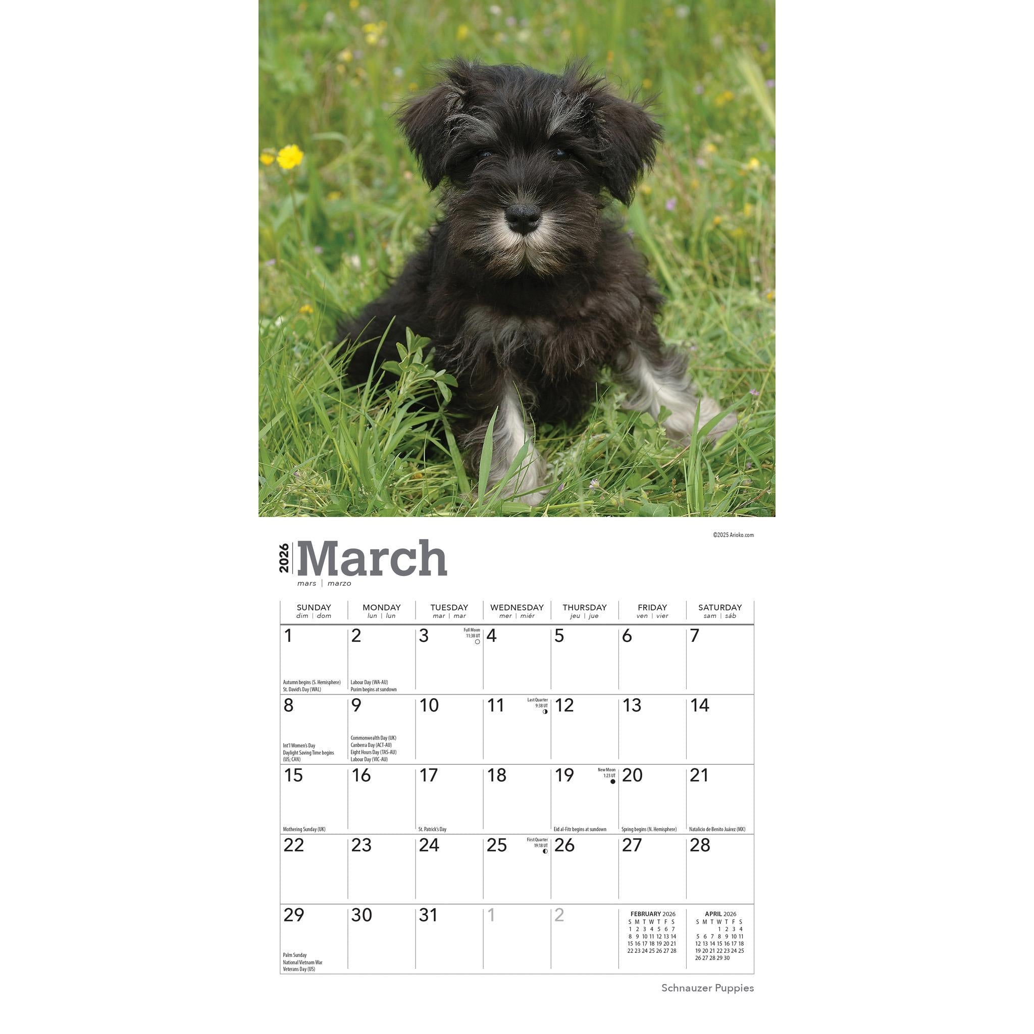 Mini calendrier des chiots Schnauzer 2026