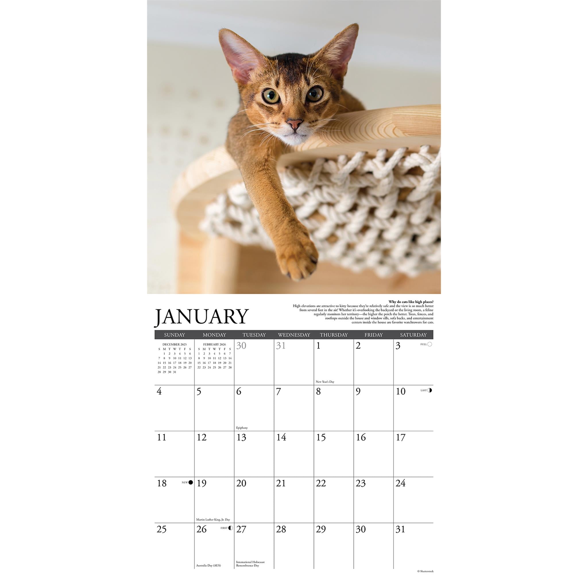 Pourquoi les chats font ça ? Calendrier mural 2026