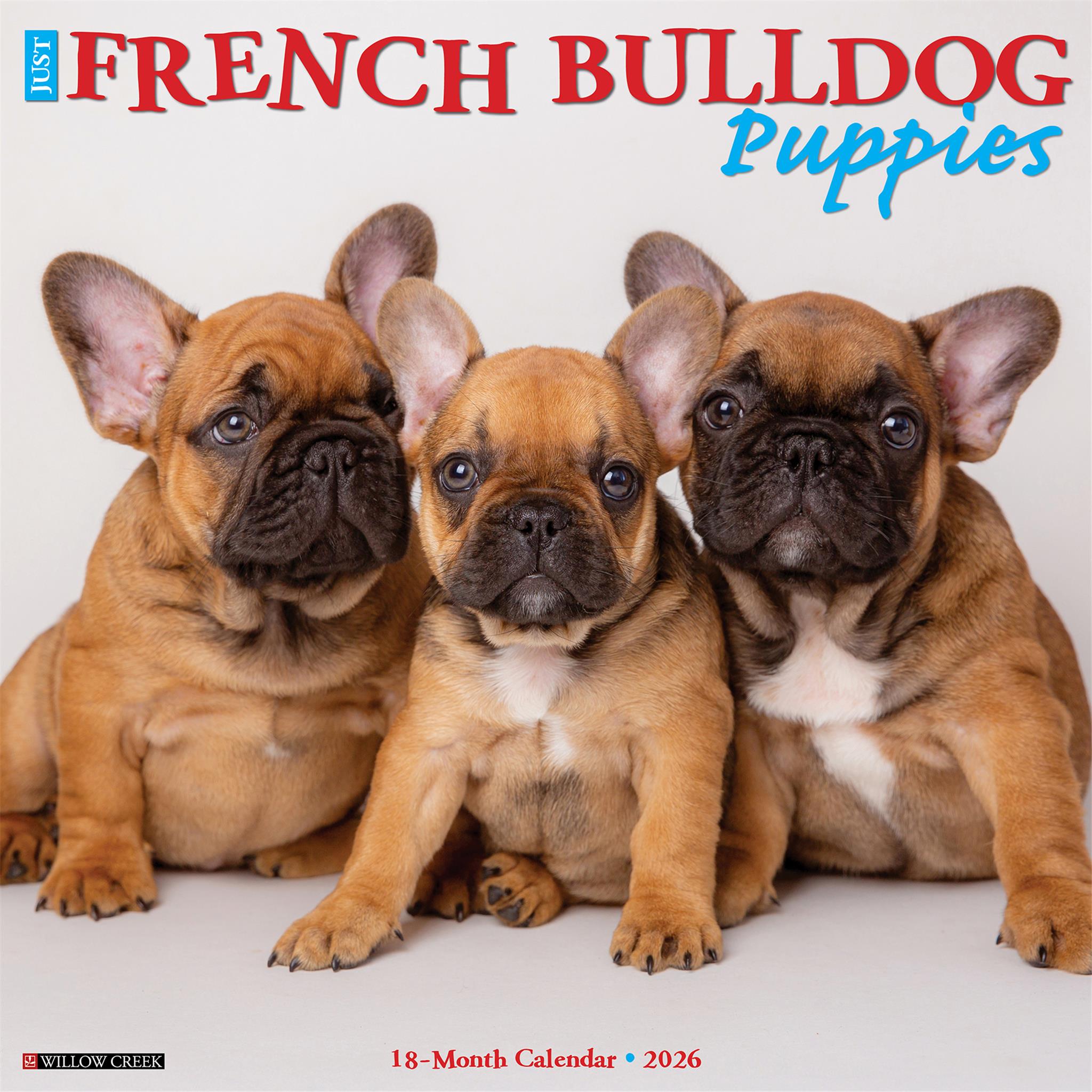 Calendrier mural 2026 « Just French Bulldog Puppies »